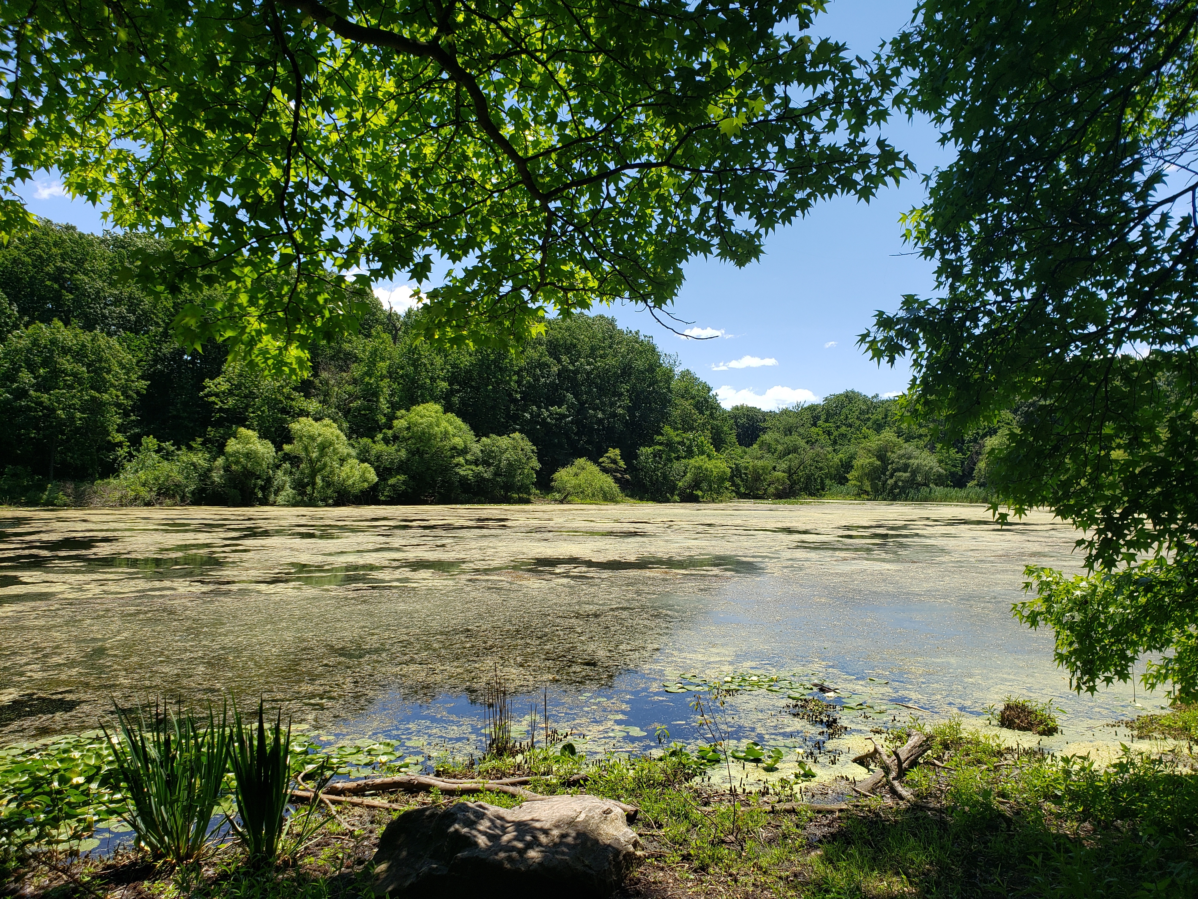 4K nature landscape with trees and a lake HD Wallpaper