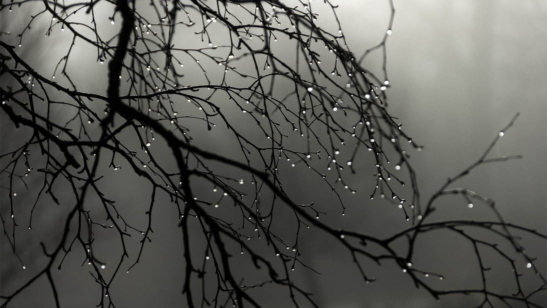 Monochrome photography of water drops on tree branches HD Wallpaper