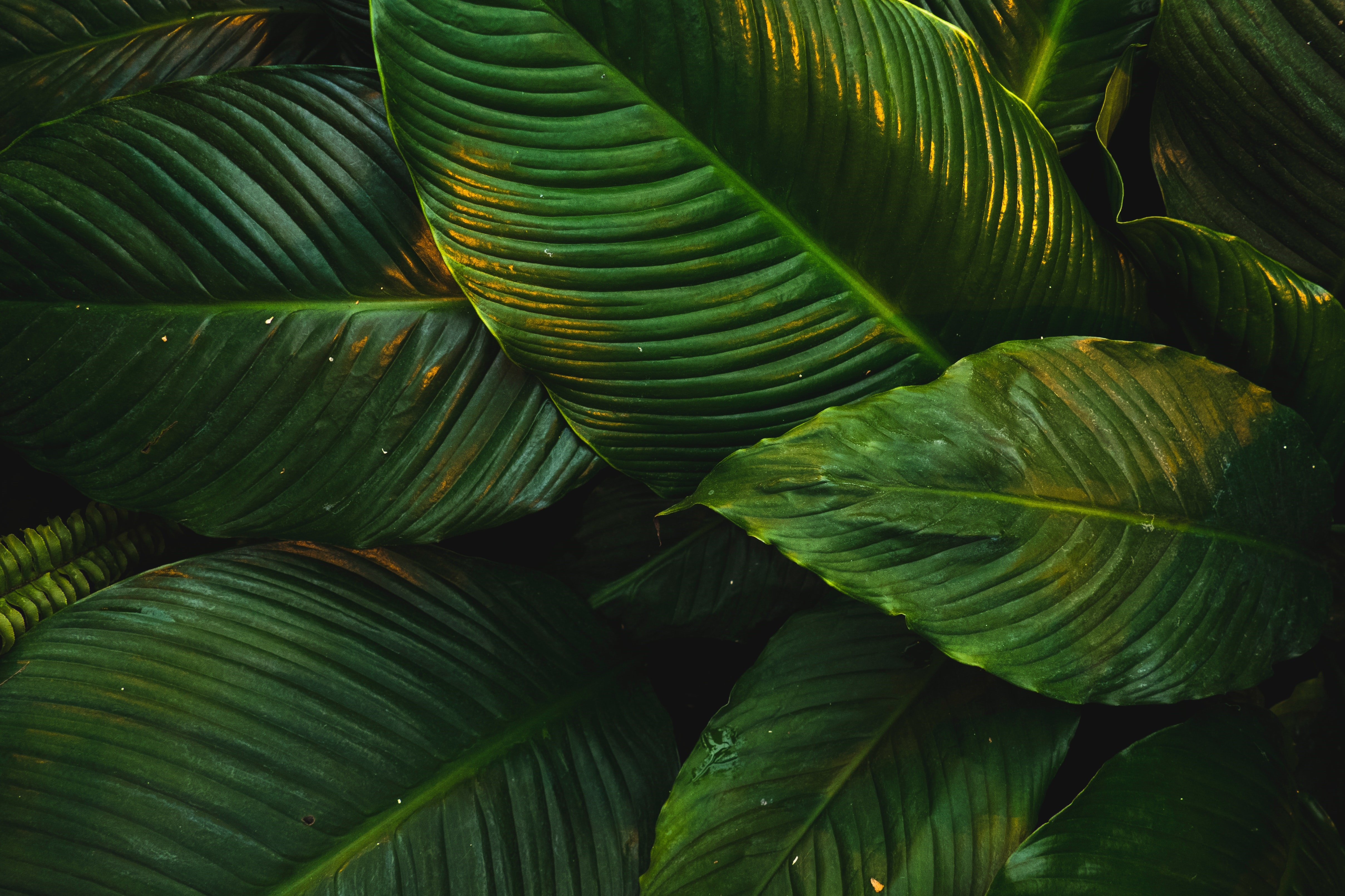 4K close-up of dark green leaves HD Wallpaper