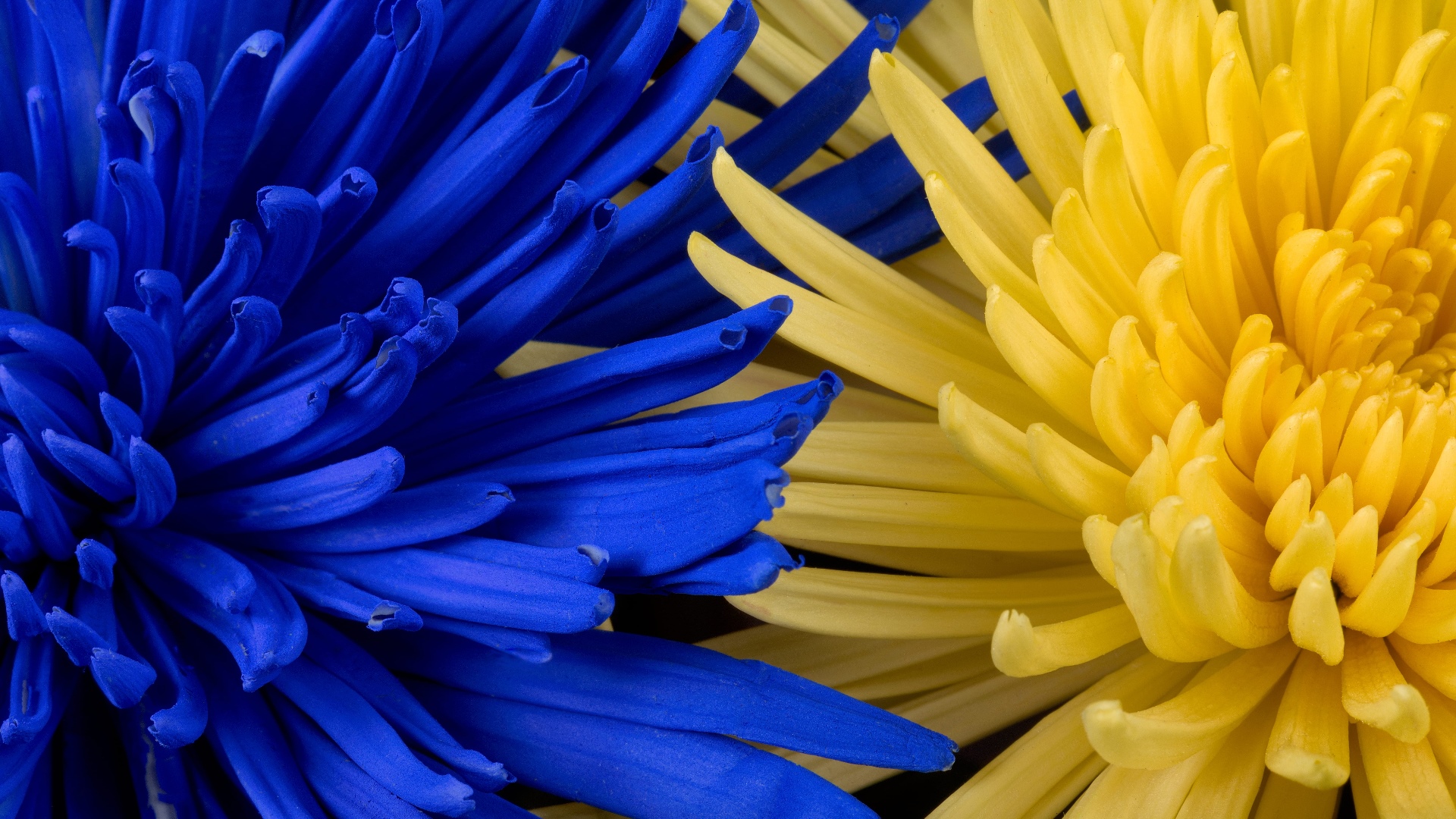 Close-up of blue and yellow chrysanthemum petals HD Wallpaper