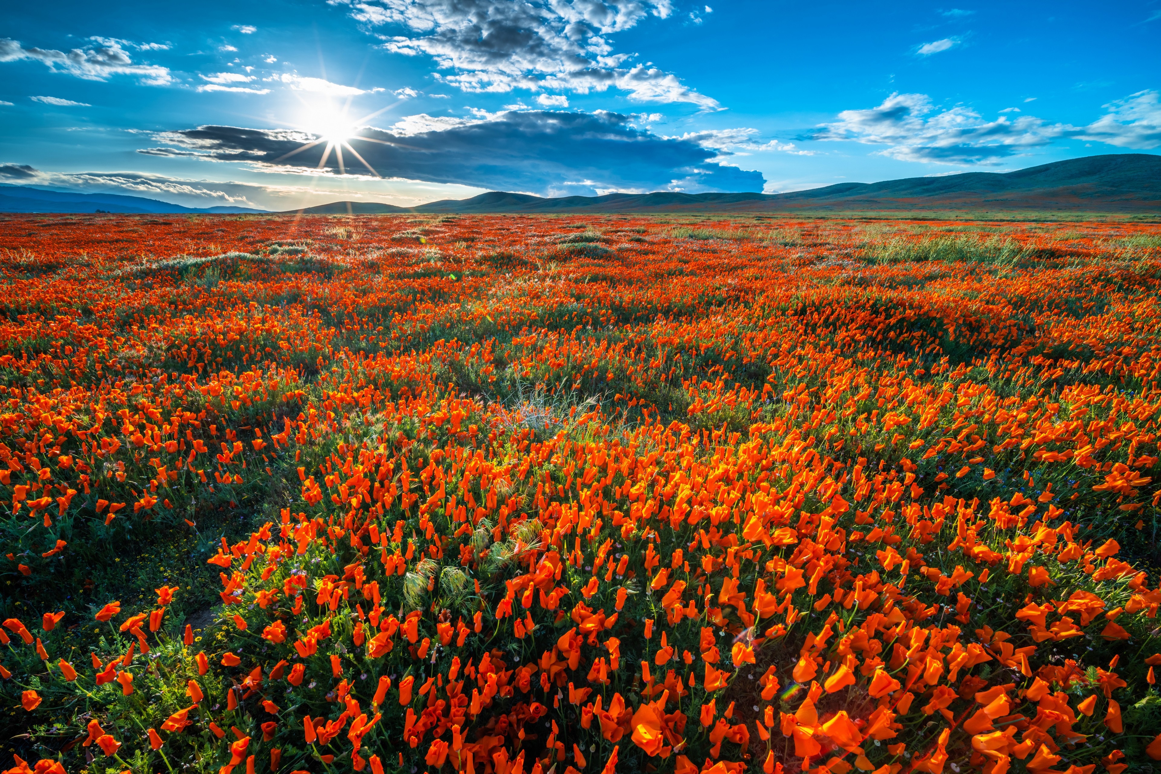 4K California Poppy Field Under Sun and Clouds HD Wallpaper