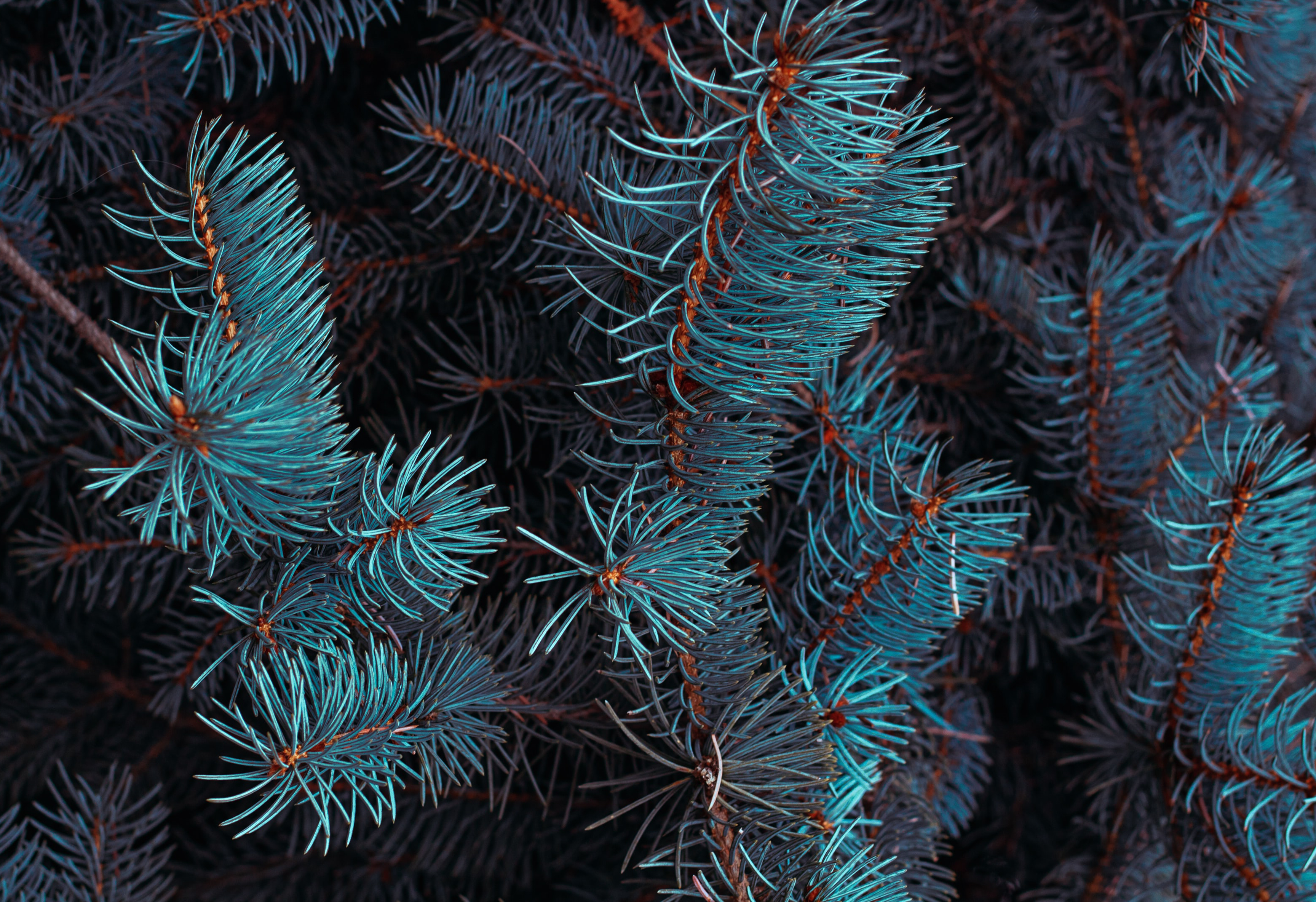 Close-up of blue spruce branches HD Wallpaper