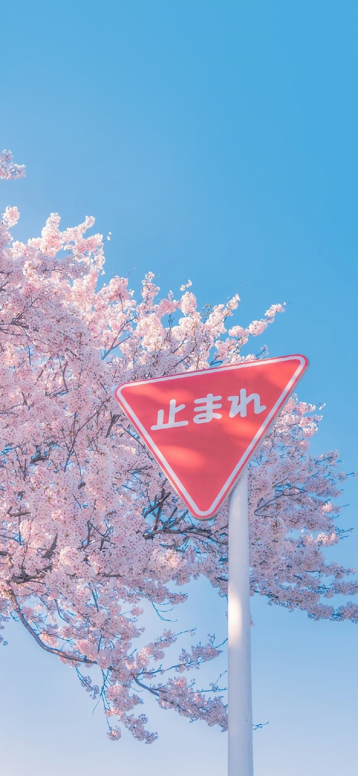 Red stop sign under cherry blossom trees HD Phone Wallpaper
