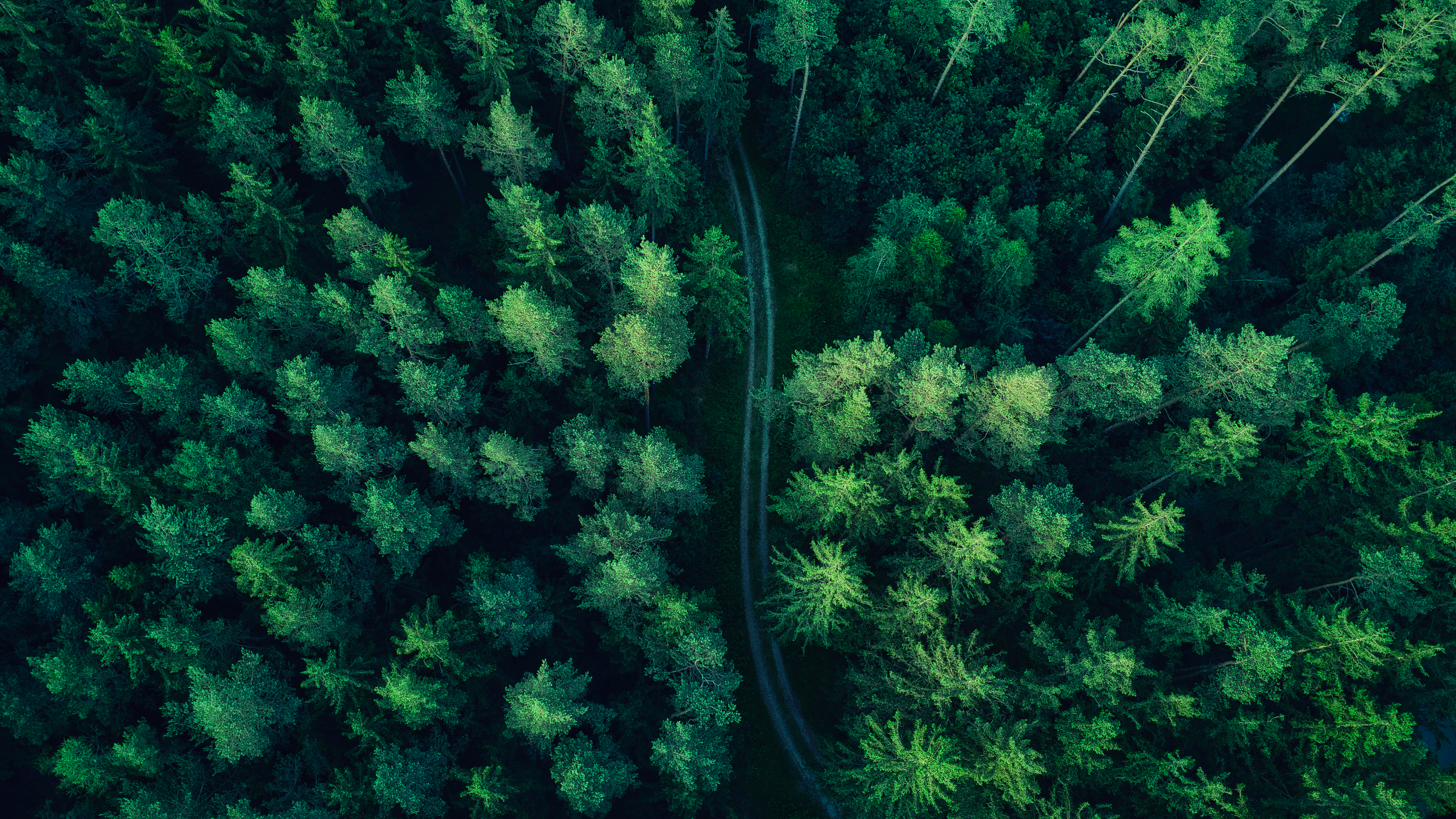 Aerial view of a forest with a road HD Wallpaper