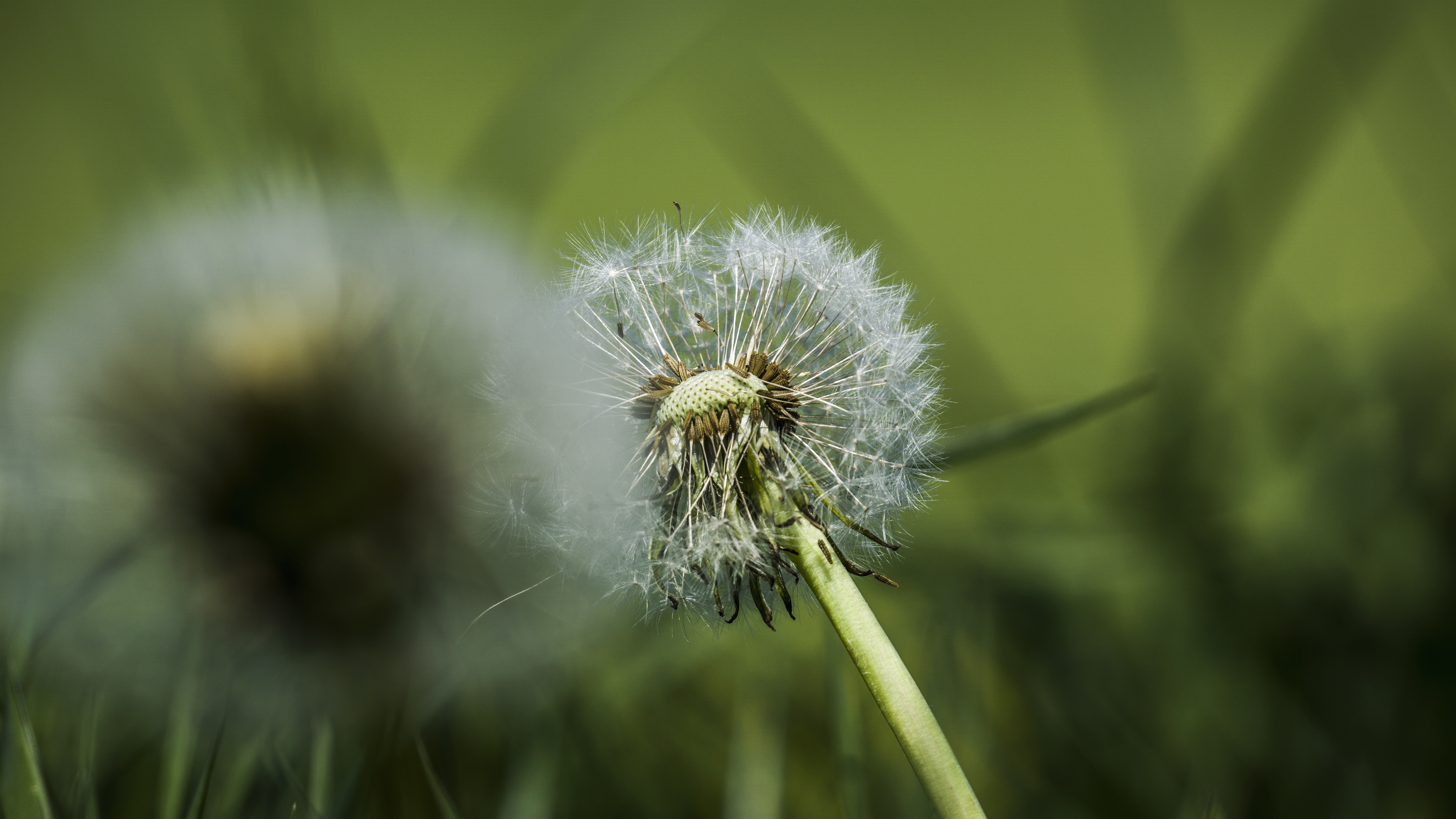 4K macro shot of a dandelion in green nature HD Wallpaper