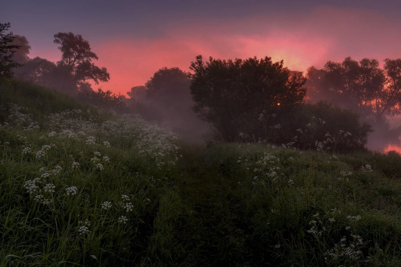 Misty morning sunrise over a field of flowers in Russia HD Wallpaper