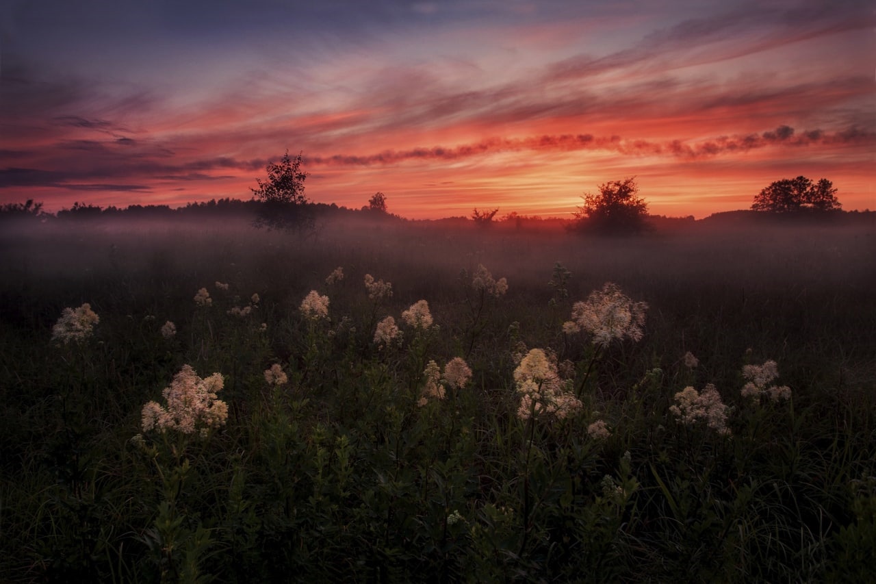 Misty field with flowers at sunset in Russia HD Wallpaper