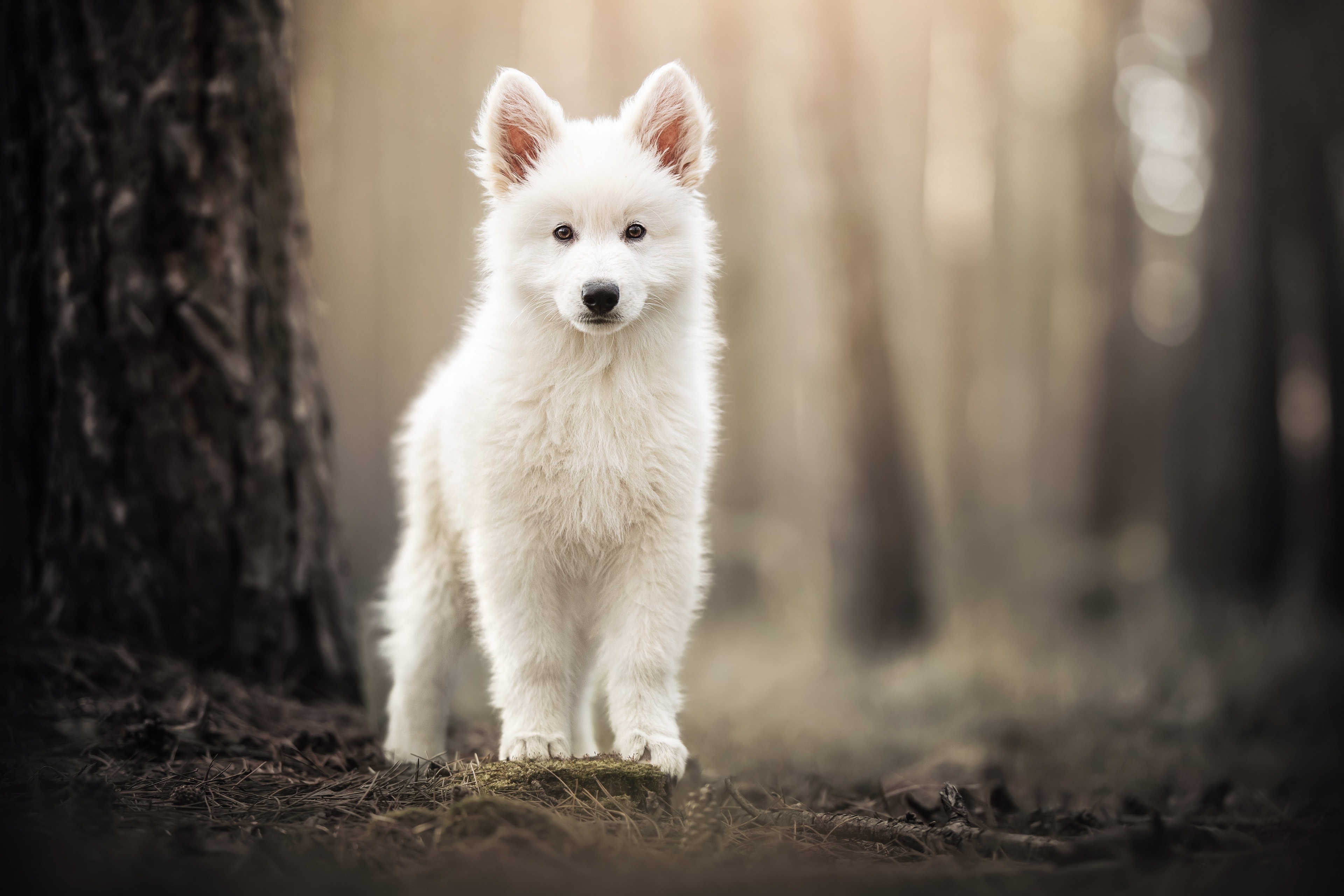 4K White Samoyed Puppy in Forest HD Wallpaper