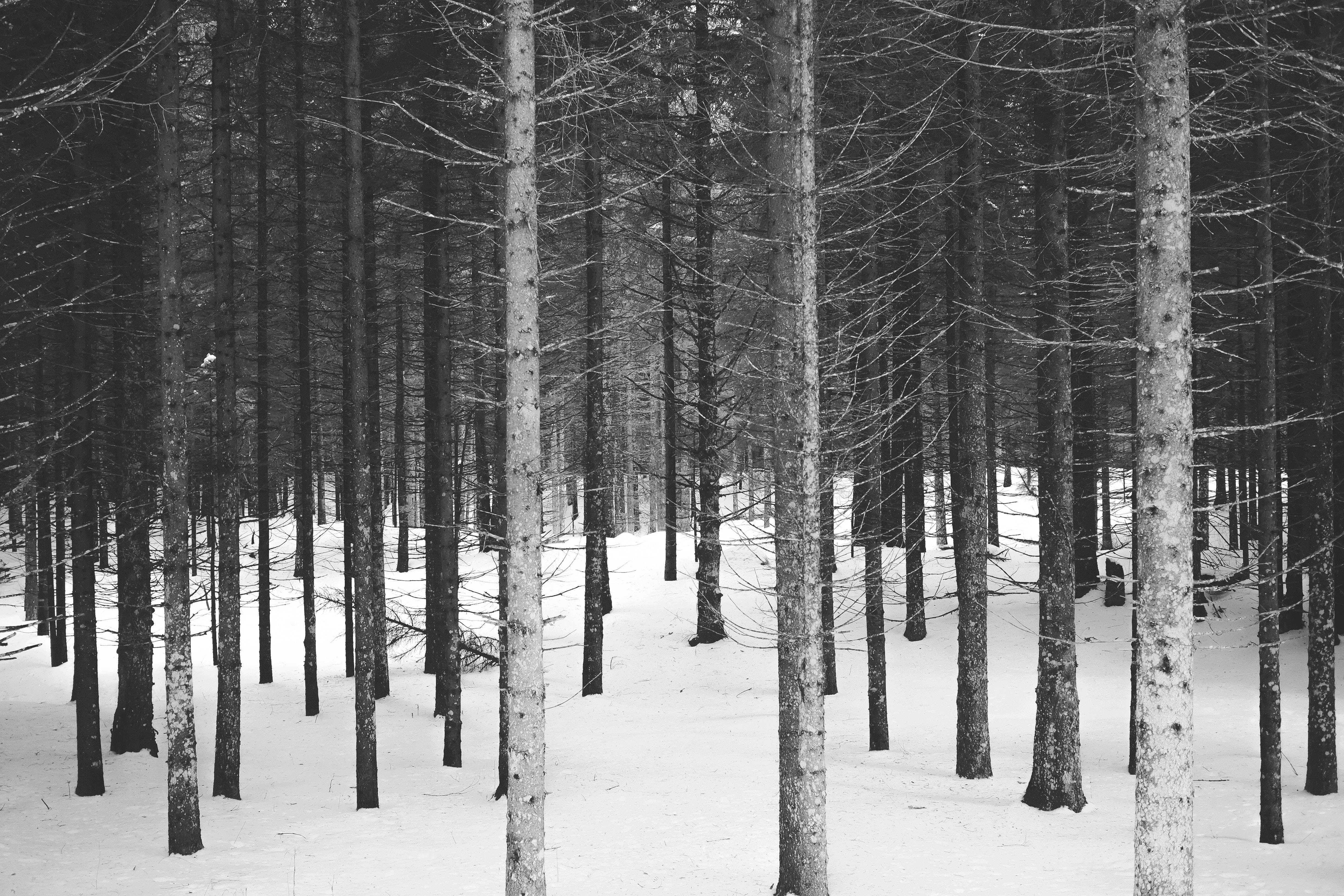 4K winter forest with snow covered ground HD Wallpaper