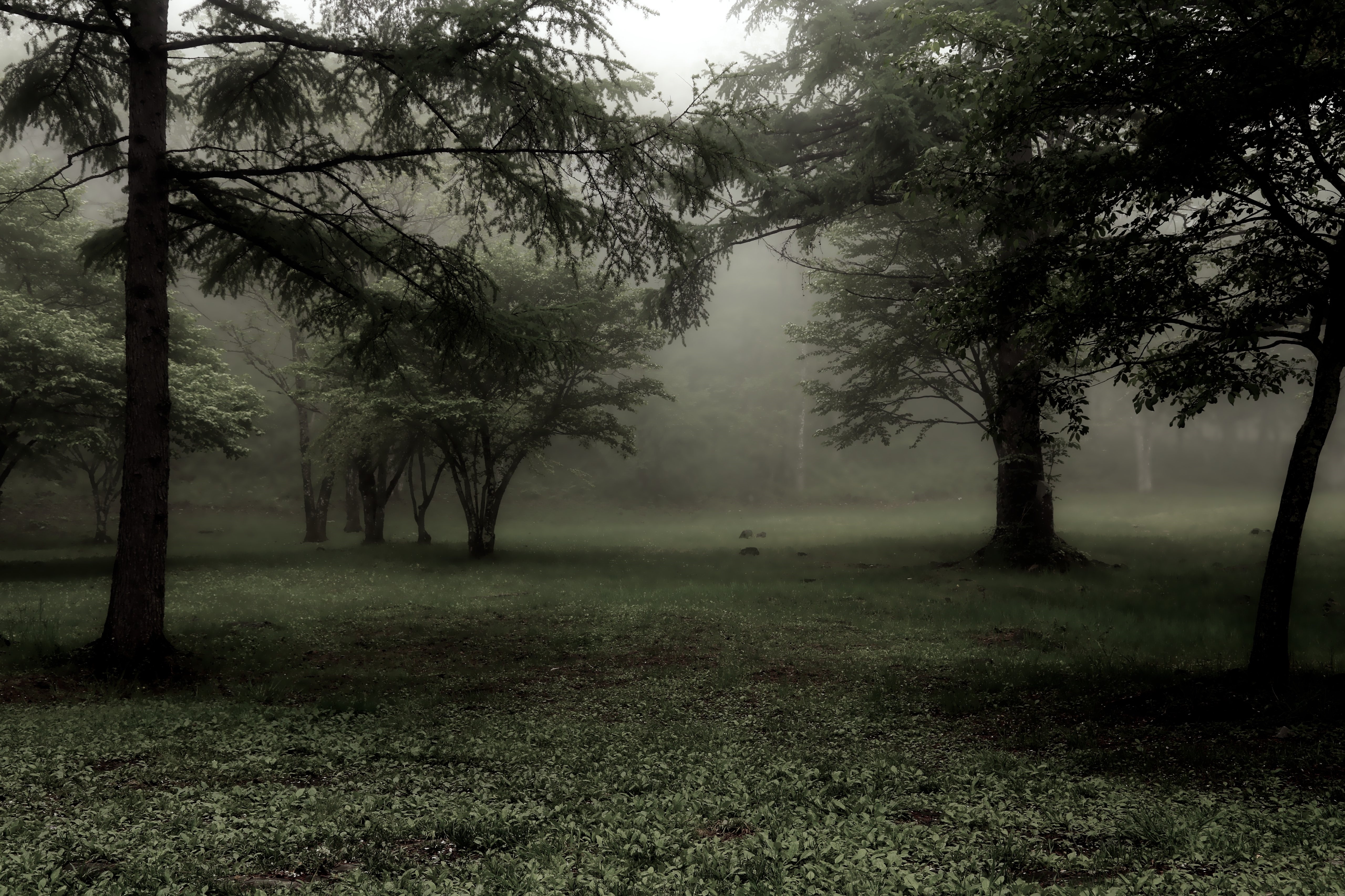 Misty forest with muted green trees HD Wallpaper