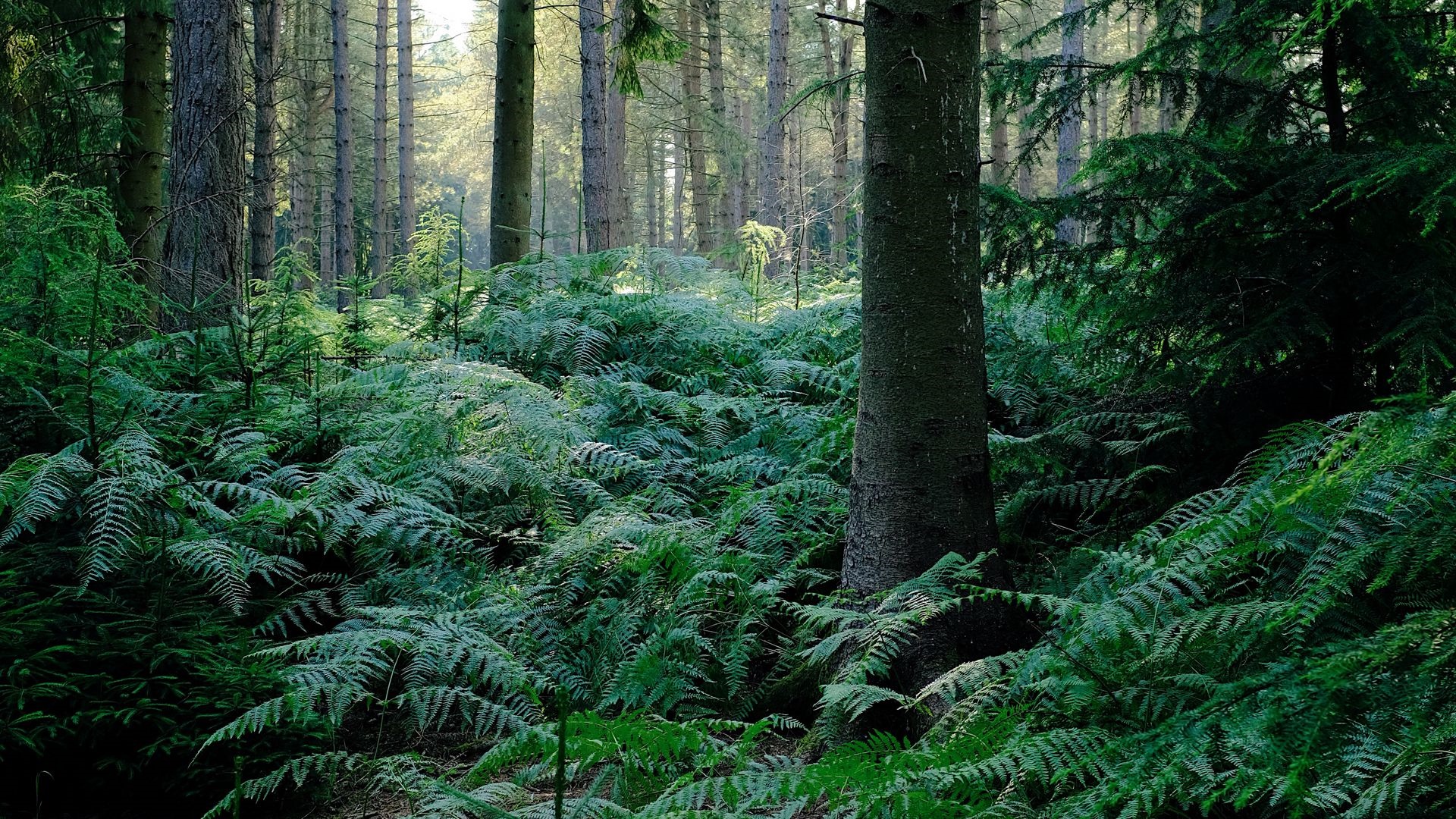 Ferns and trees in a sunlit forest HD Wallpaper