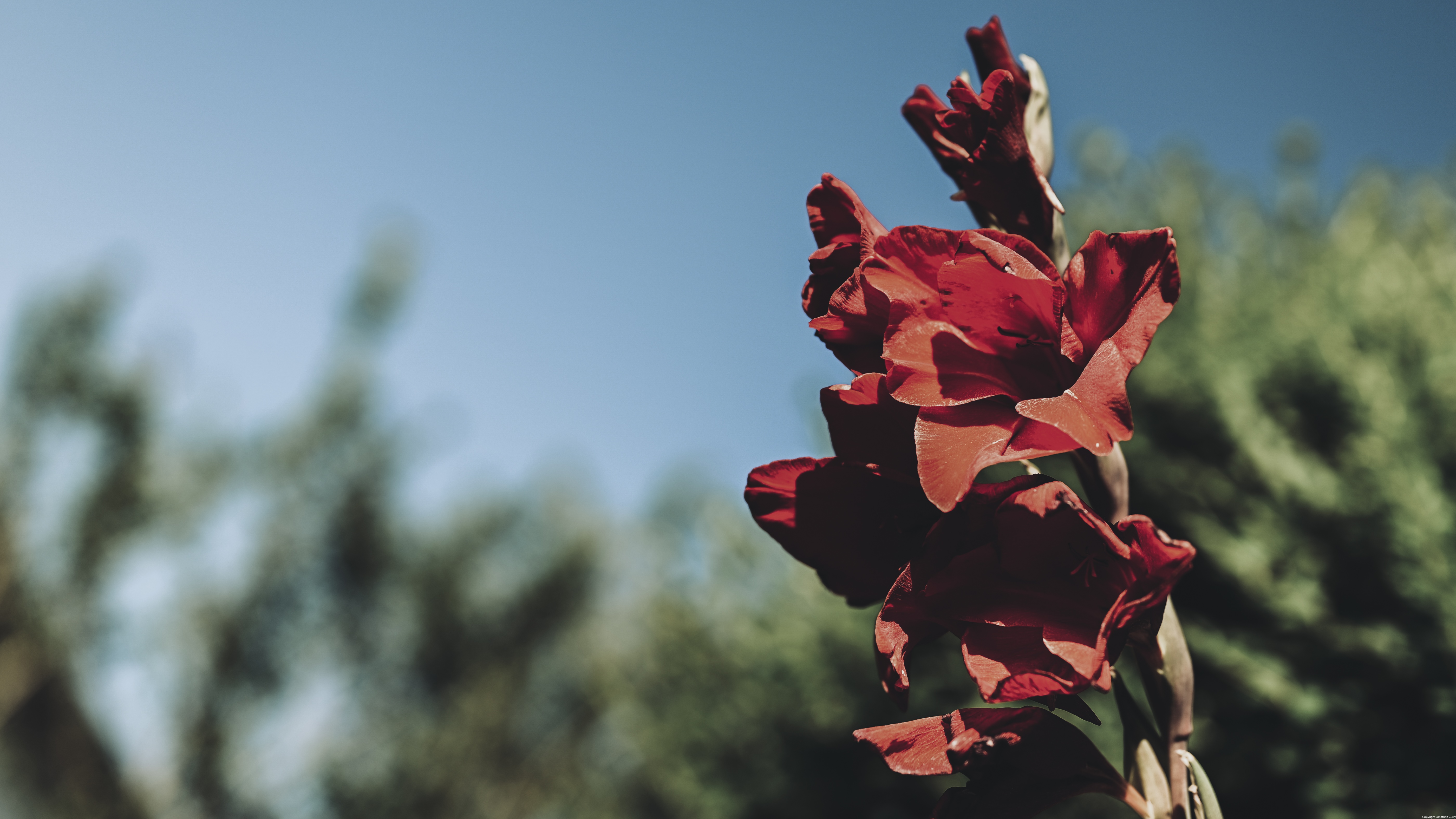 4K Red Gladiolus Flowers Outdoors HD Wallpaper