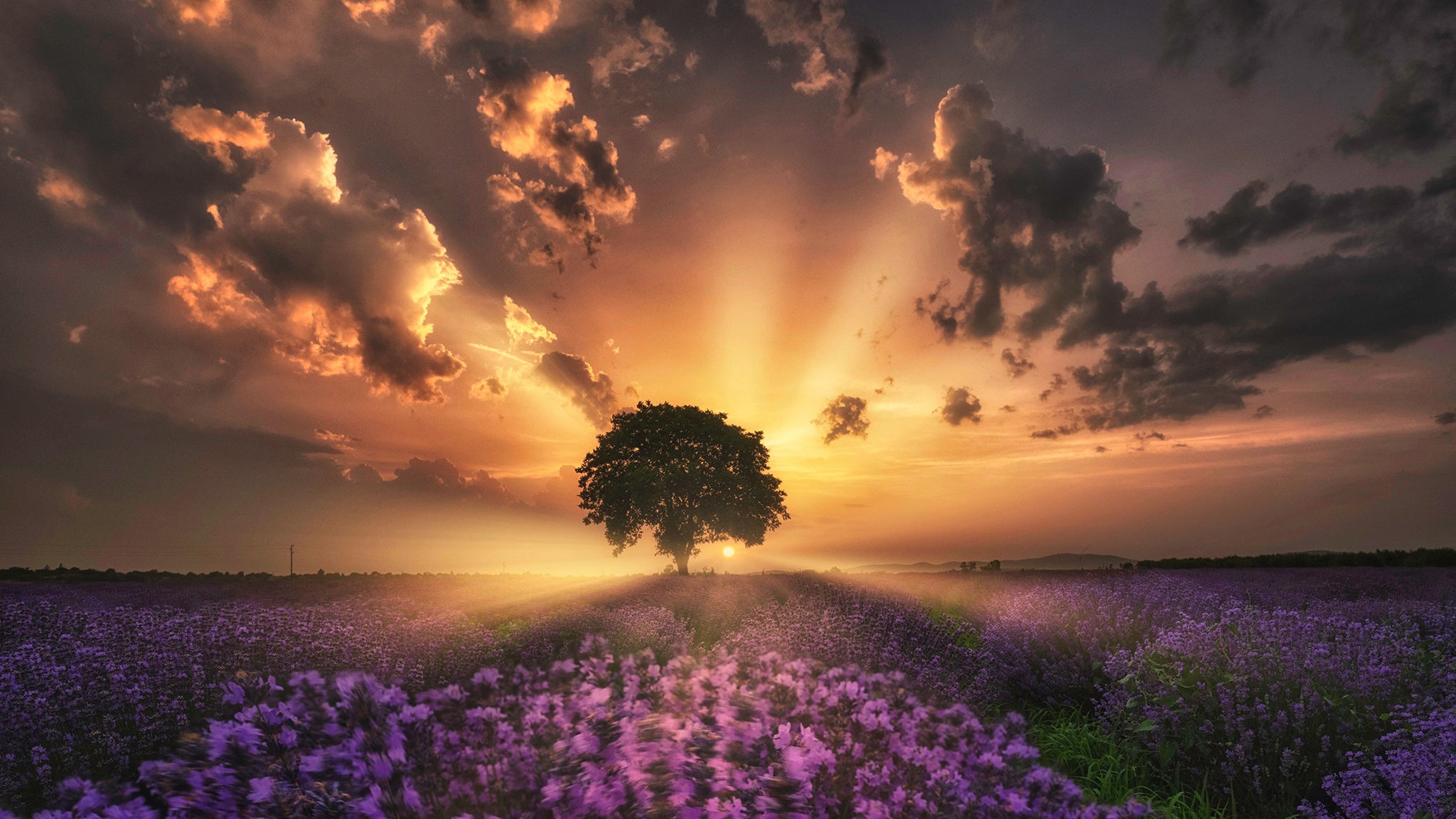 Sunset over a lavender field with a lone tree HD Wallpaper