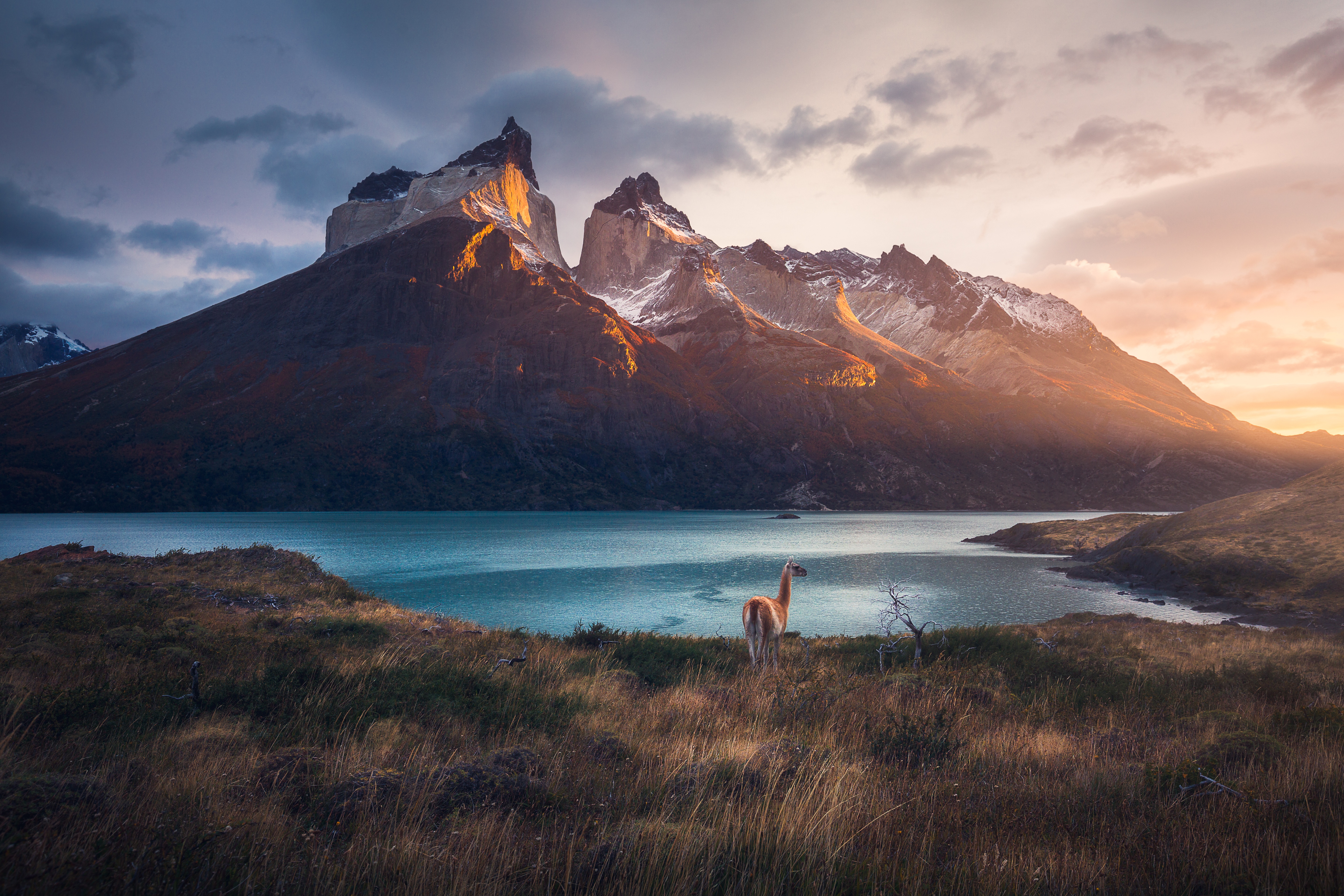4K Patagonia landscape with Guanaco and mountains at sunrise HD Wallpaper