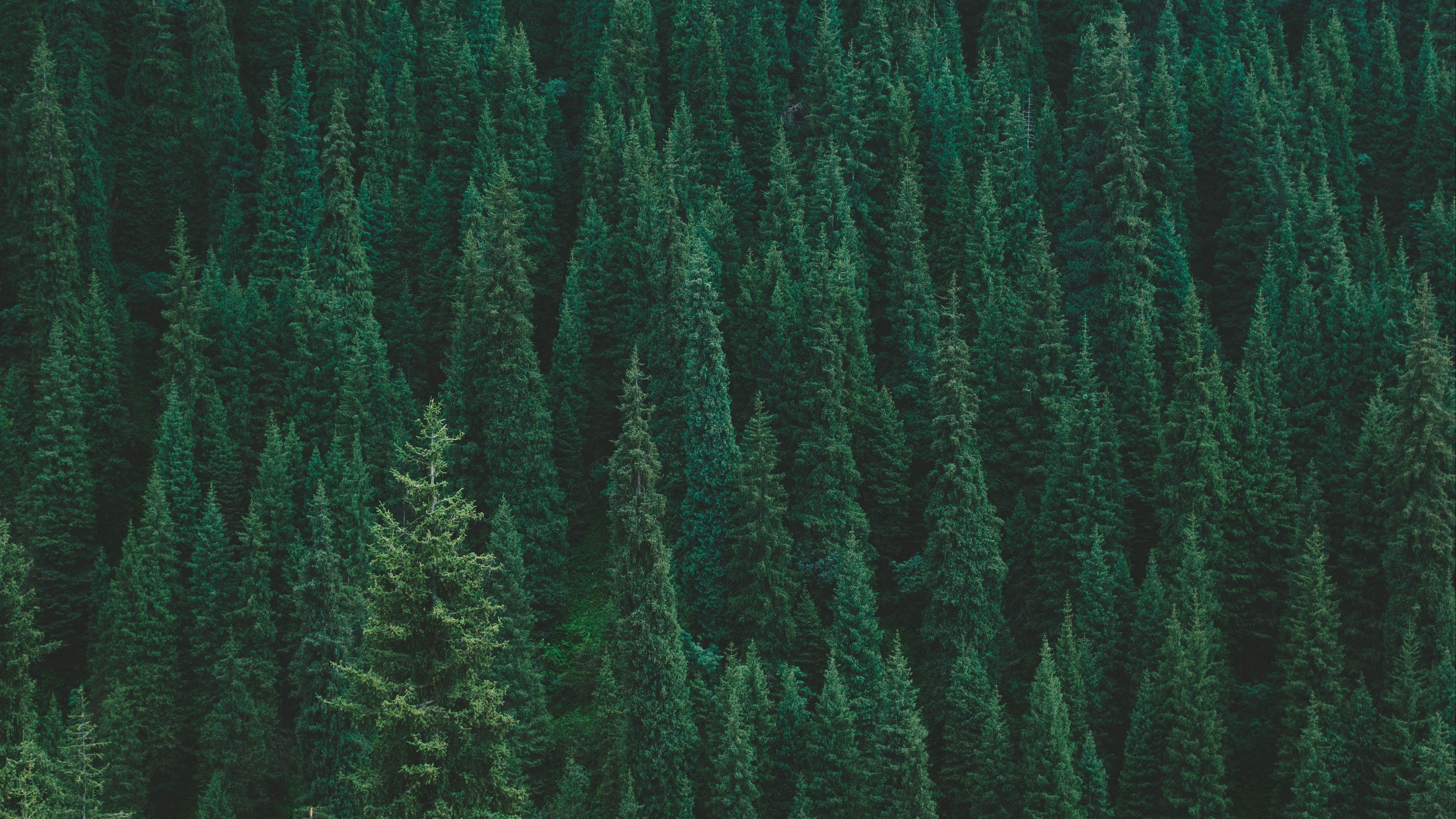 4K forest with many pine trees HD Wallpaper