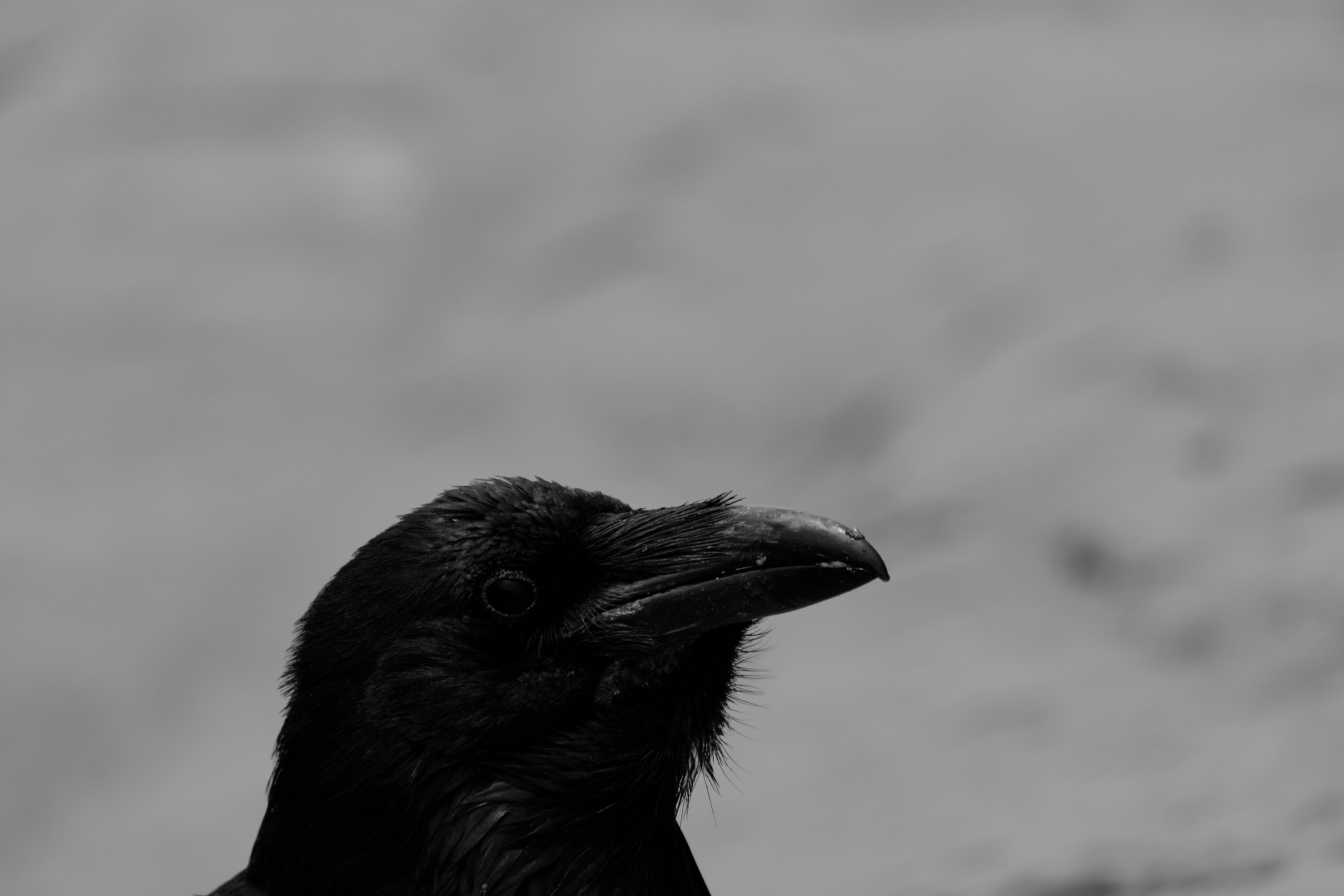 Monochrome raven bird in nature HD Wallpaper