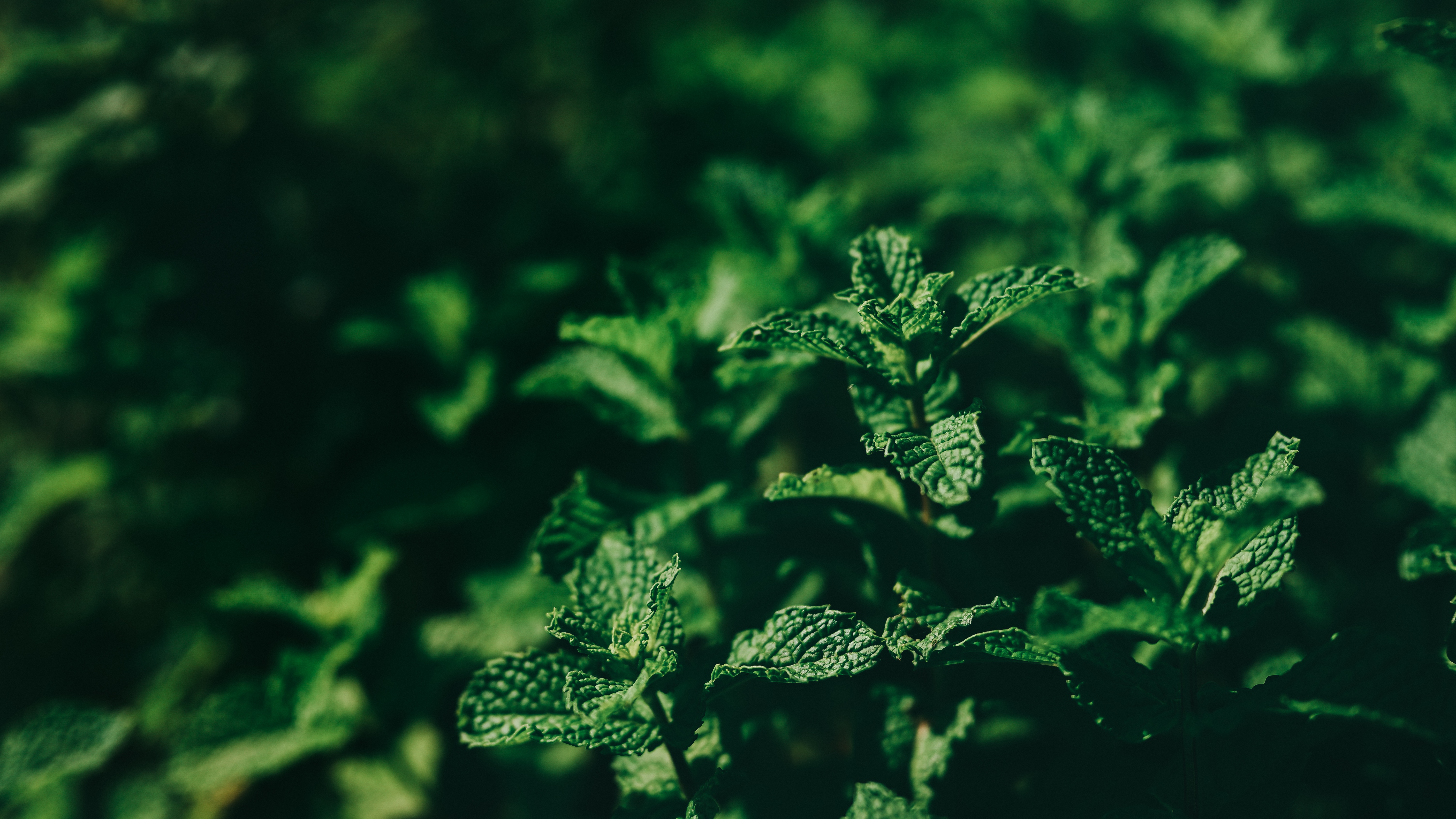 Mint leaves in the sun HD Wallpaper