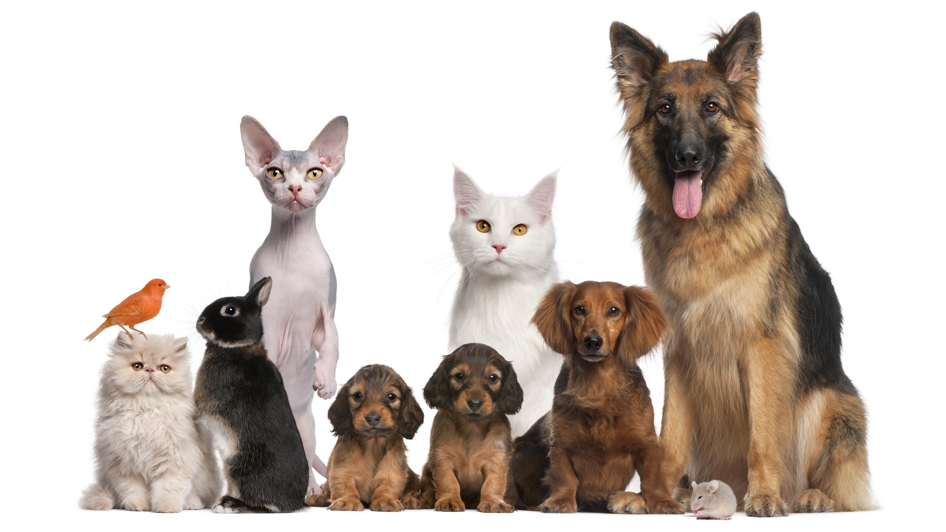 Group of pets including cats, dogs, rabbit, bird, and mouse HD Wallpaper