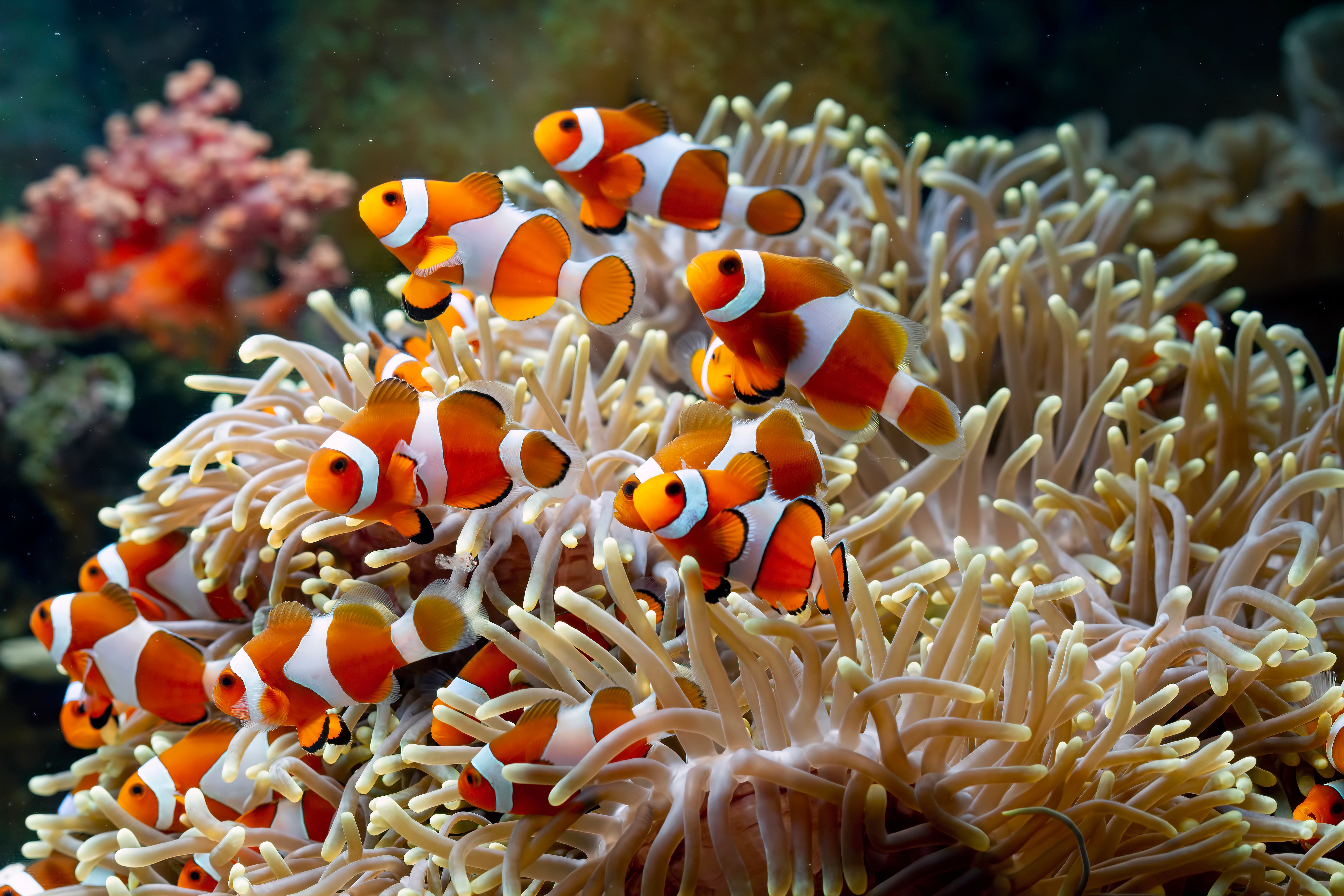 4K Clownfish Swimming in Sea Anemones HD Wallpaper