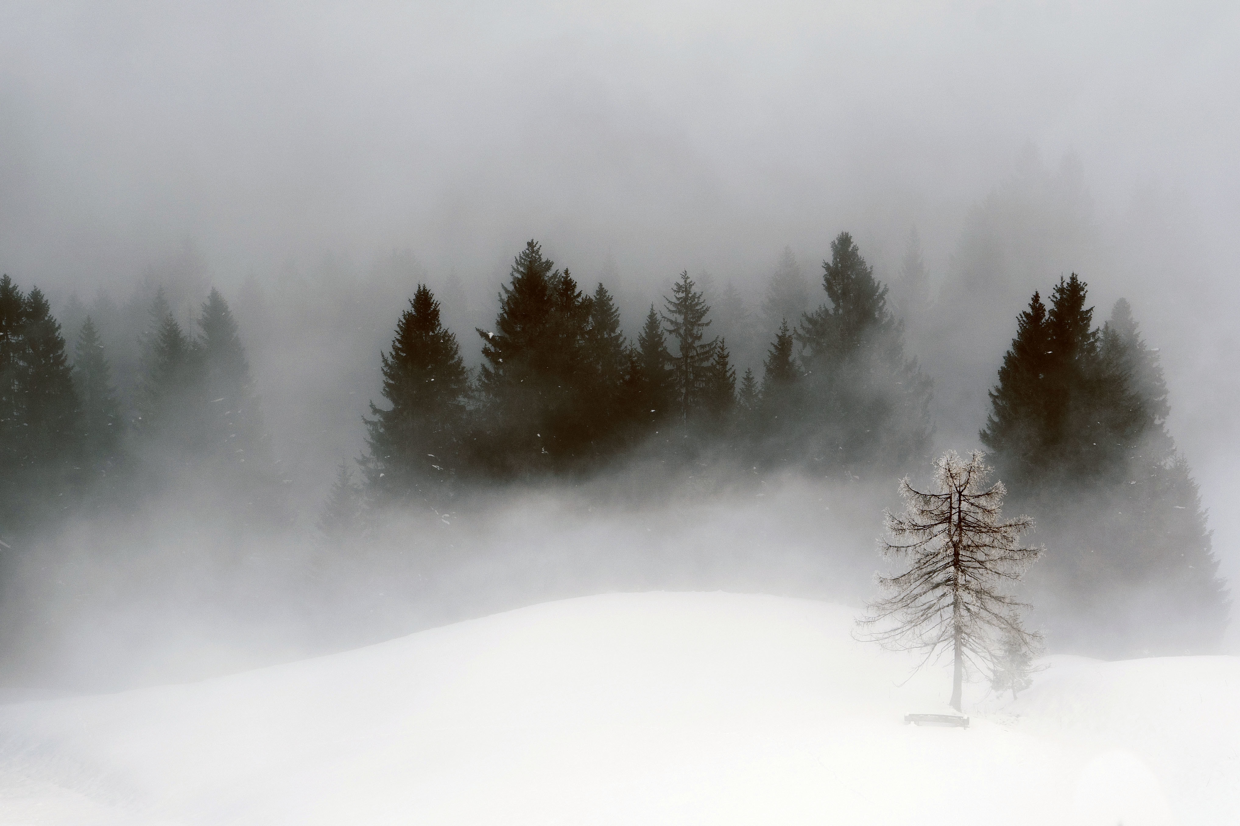 4K winter forest landscape with mist and snow HD Wallpaper