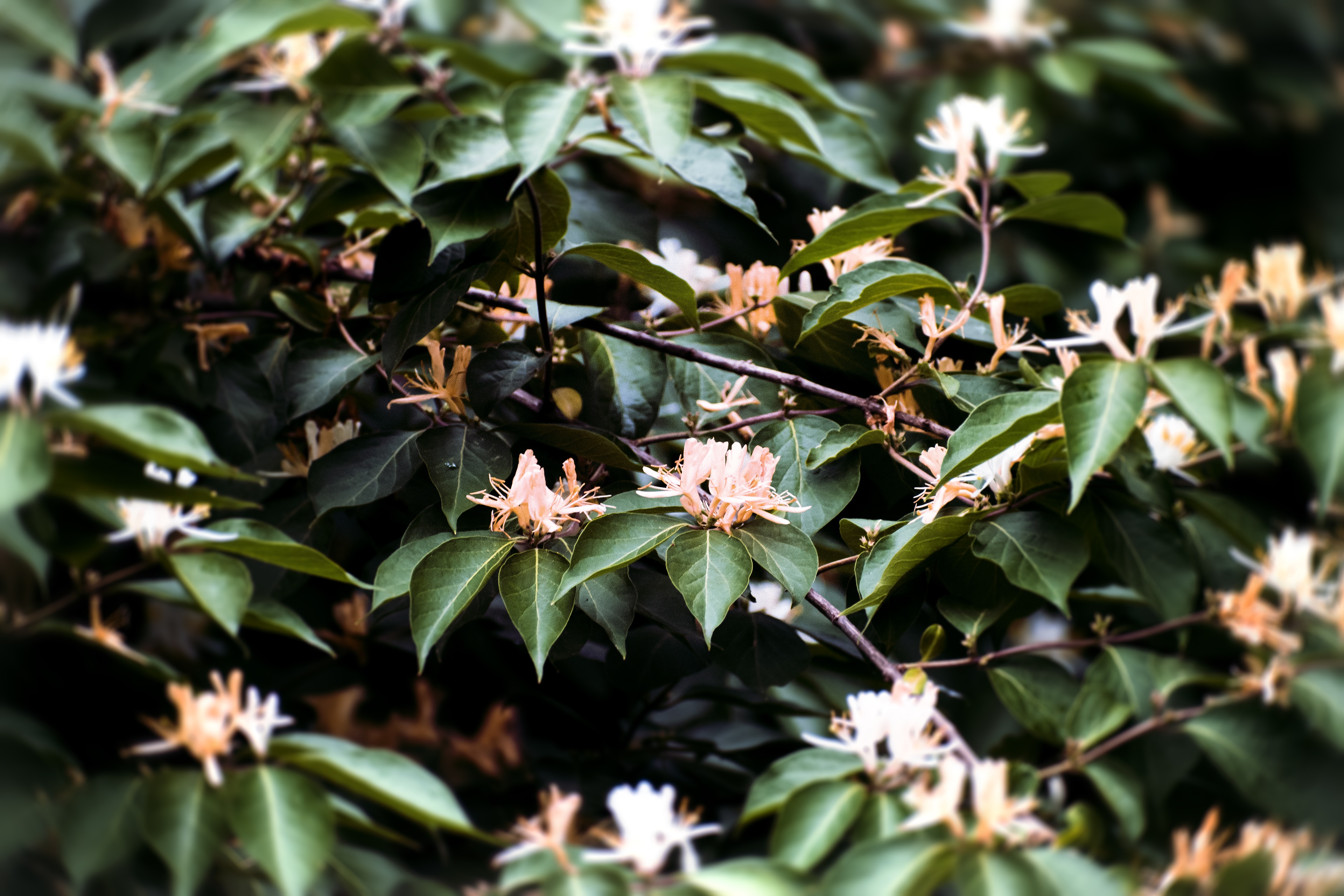 4K spring blossoms on a green plant HD Wallpaper