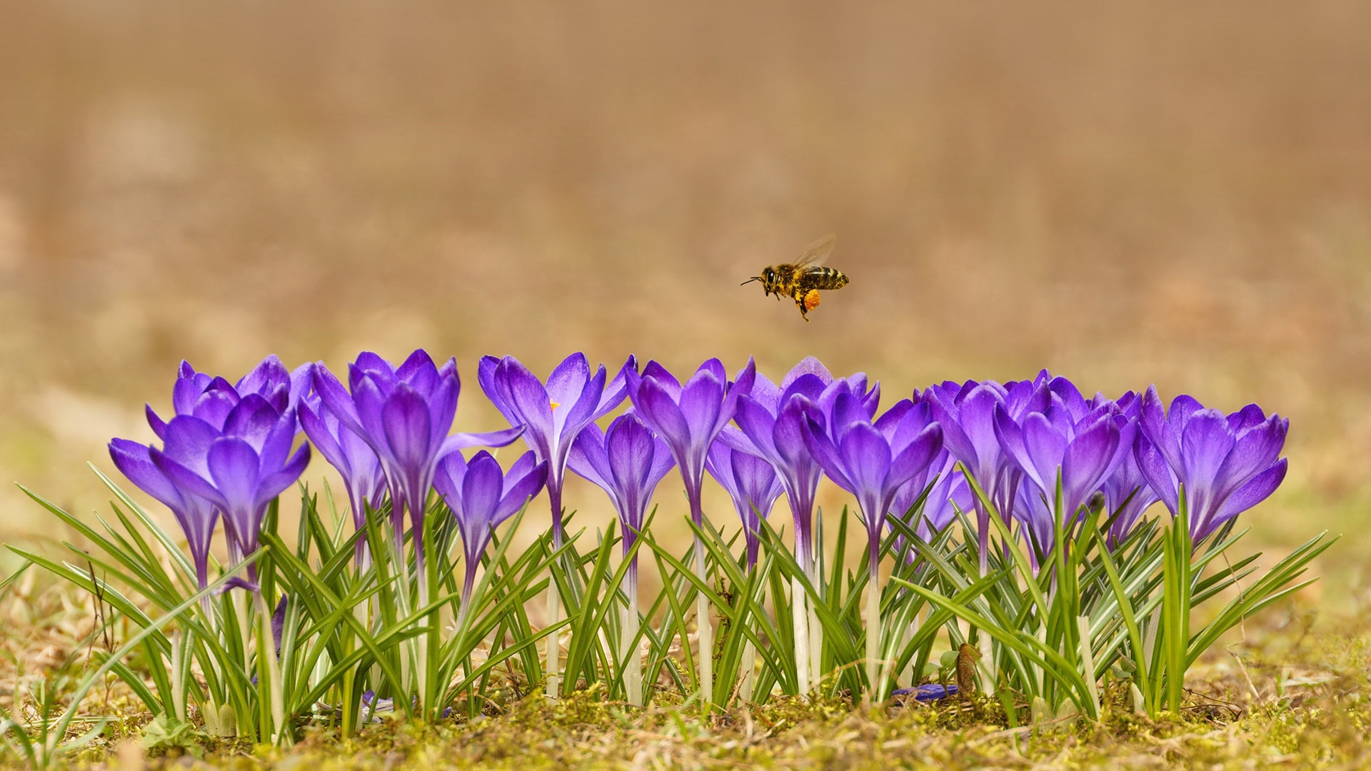 Bee flying over purple crocuses in nature HD Wallpaper