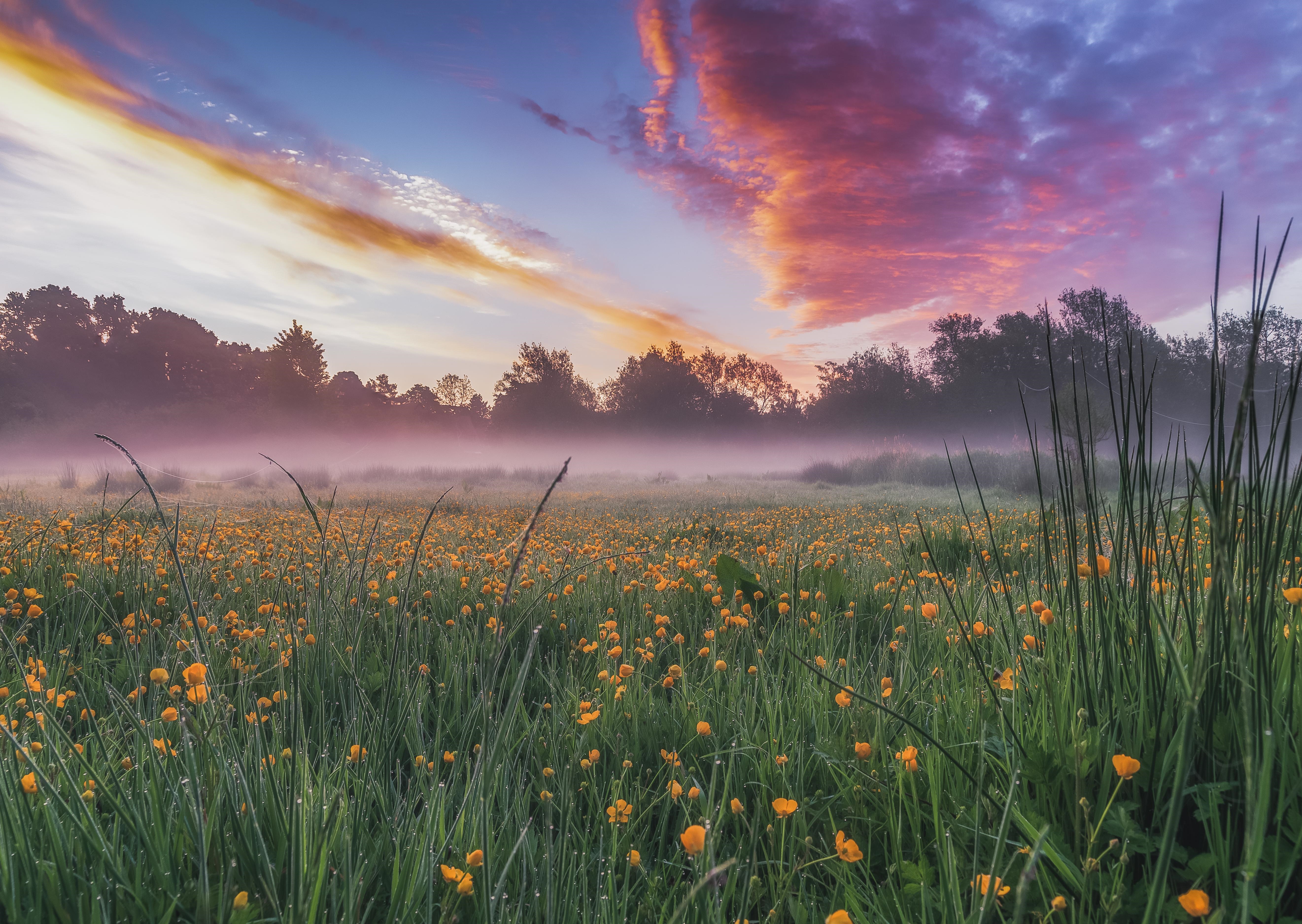 4K misty field of yellow flowers at sunrise HD Wallpaper