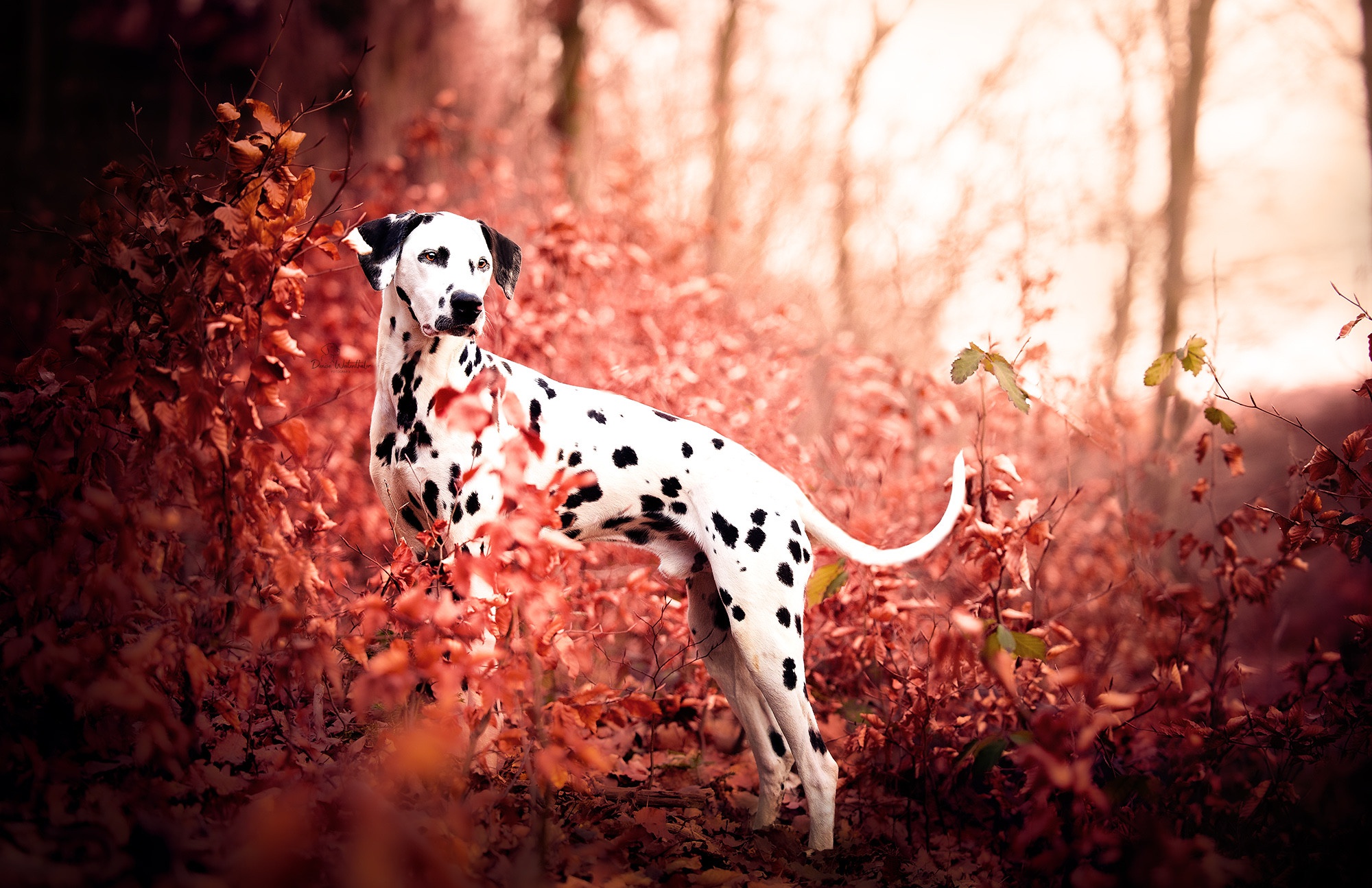 Dalmatian dog standing in autumn forest HD Wallpaper