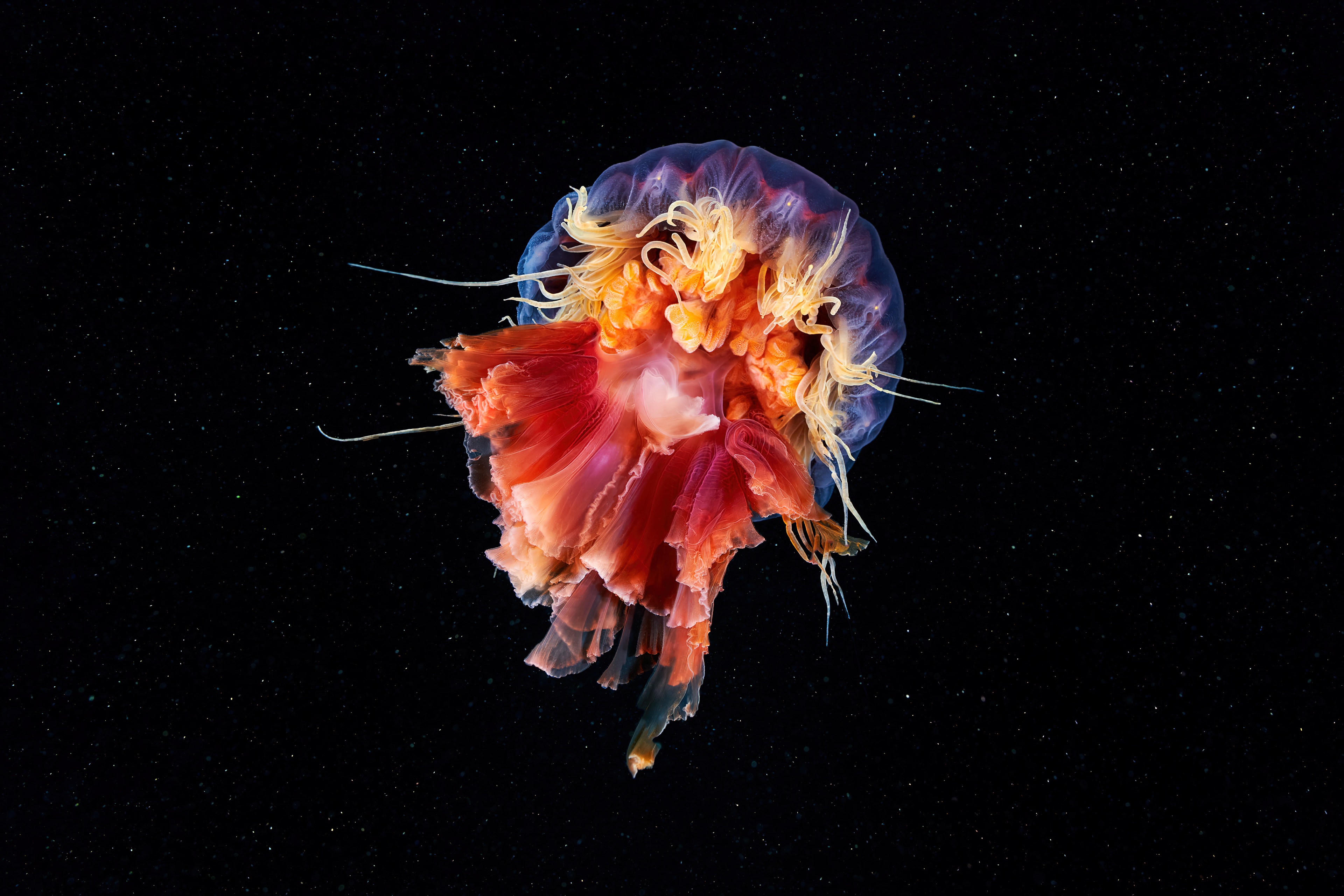 4K Underwater Lion's Mane Jellyfish HD Wallpaper