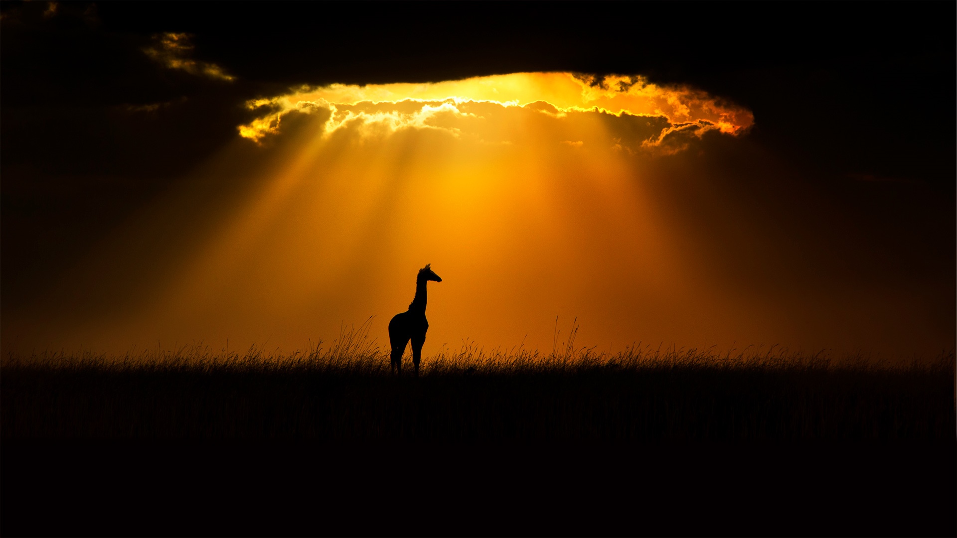 Silhouette of a giraffe against a dramatic sunset HD Wallpaper