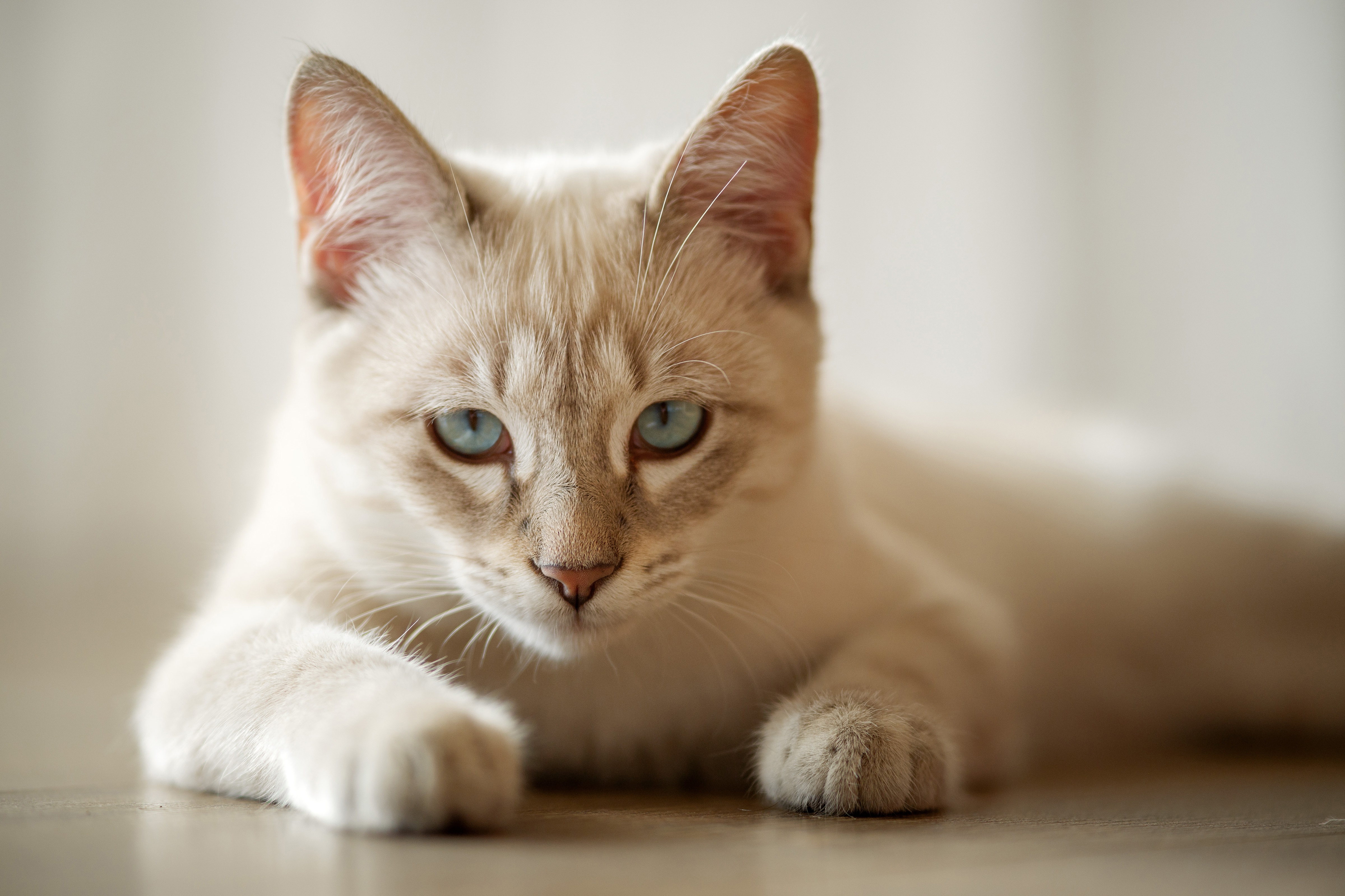A Siamese cat with blue eyes lies on the floor HD Wallpaper