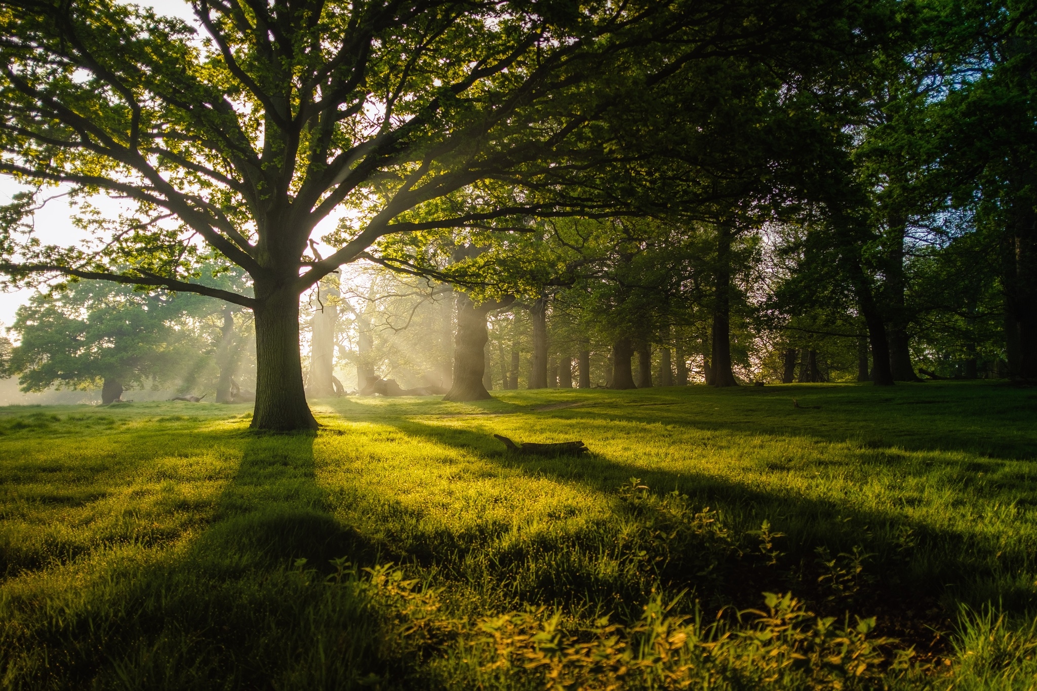 Sunlight filtering through trees in a grassy forest HD Wallpaper