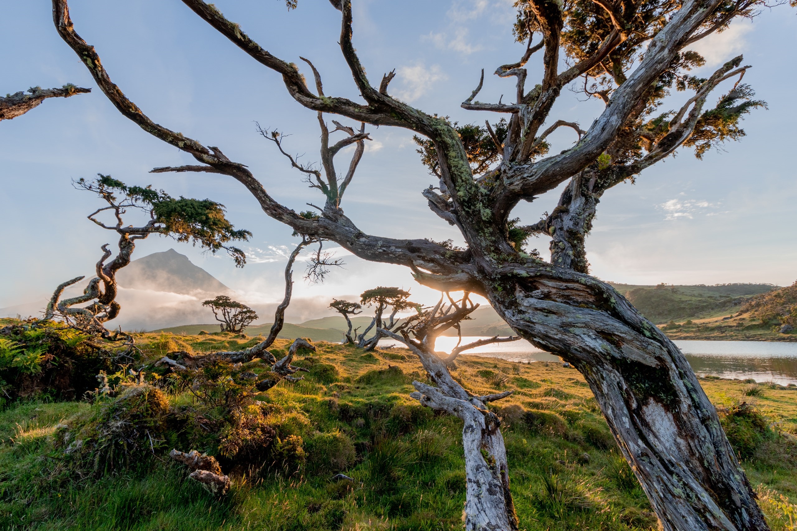 Twisted trees on a grassy hill with a mountain and lake HD Wallpaper
