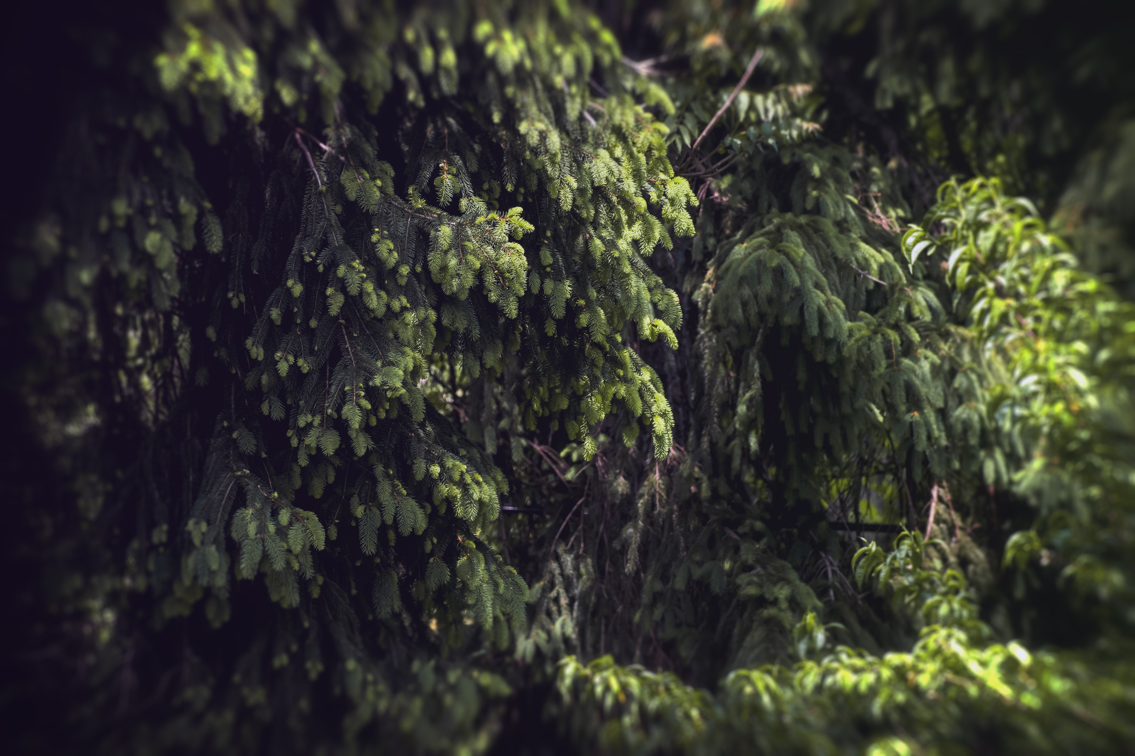 Green pine trees in a forest HD Wallpaper