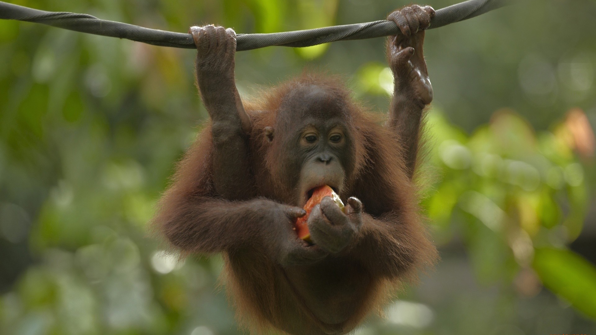 Orangutan eating fruit while hanging from a wire HD Wallpaper
