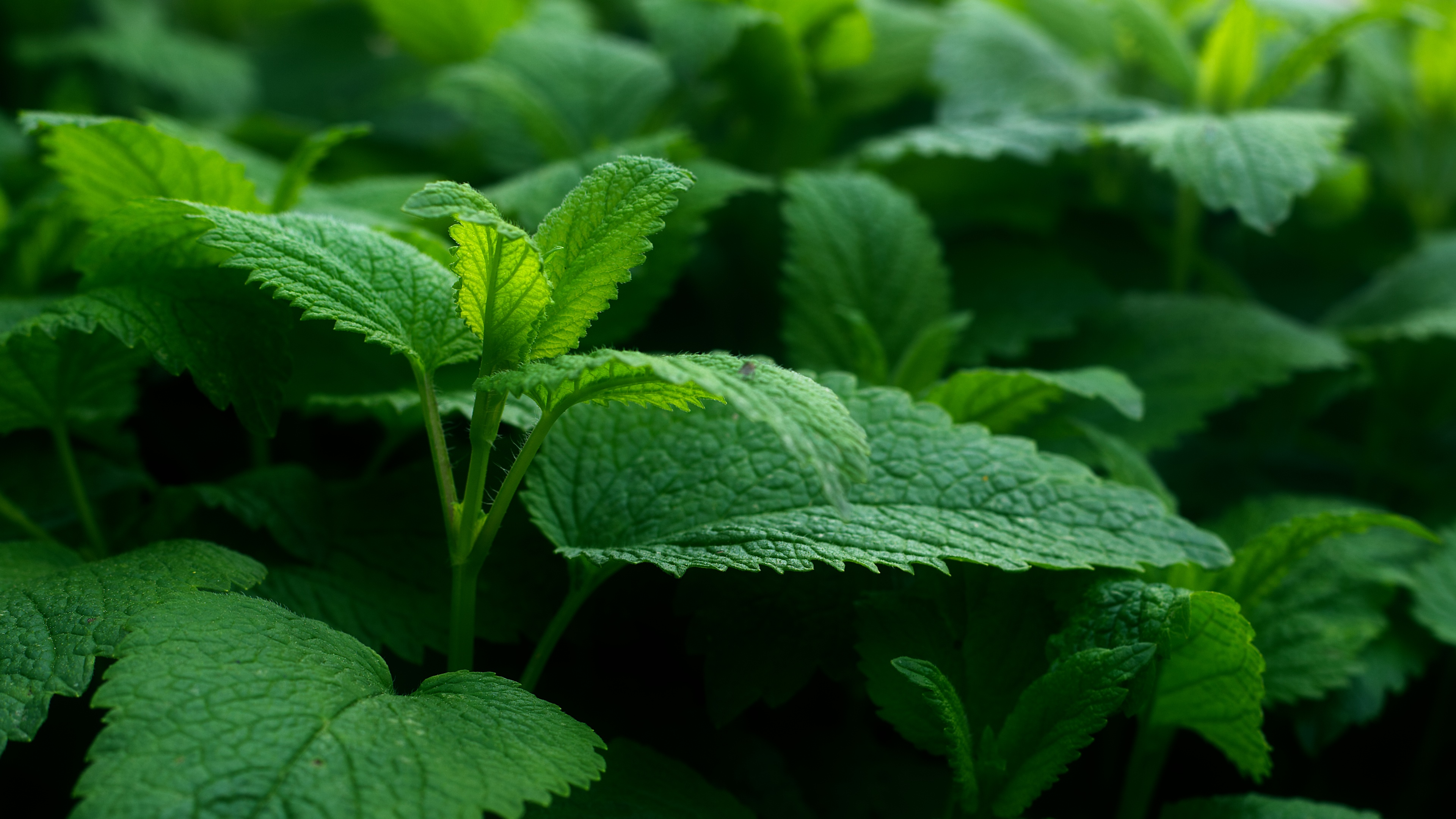 Green plants in spring HD Wallpaper