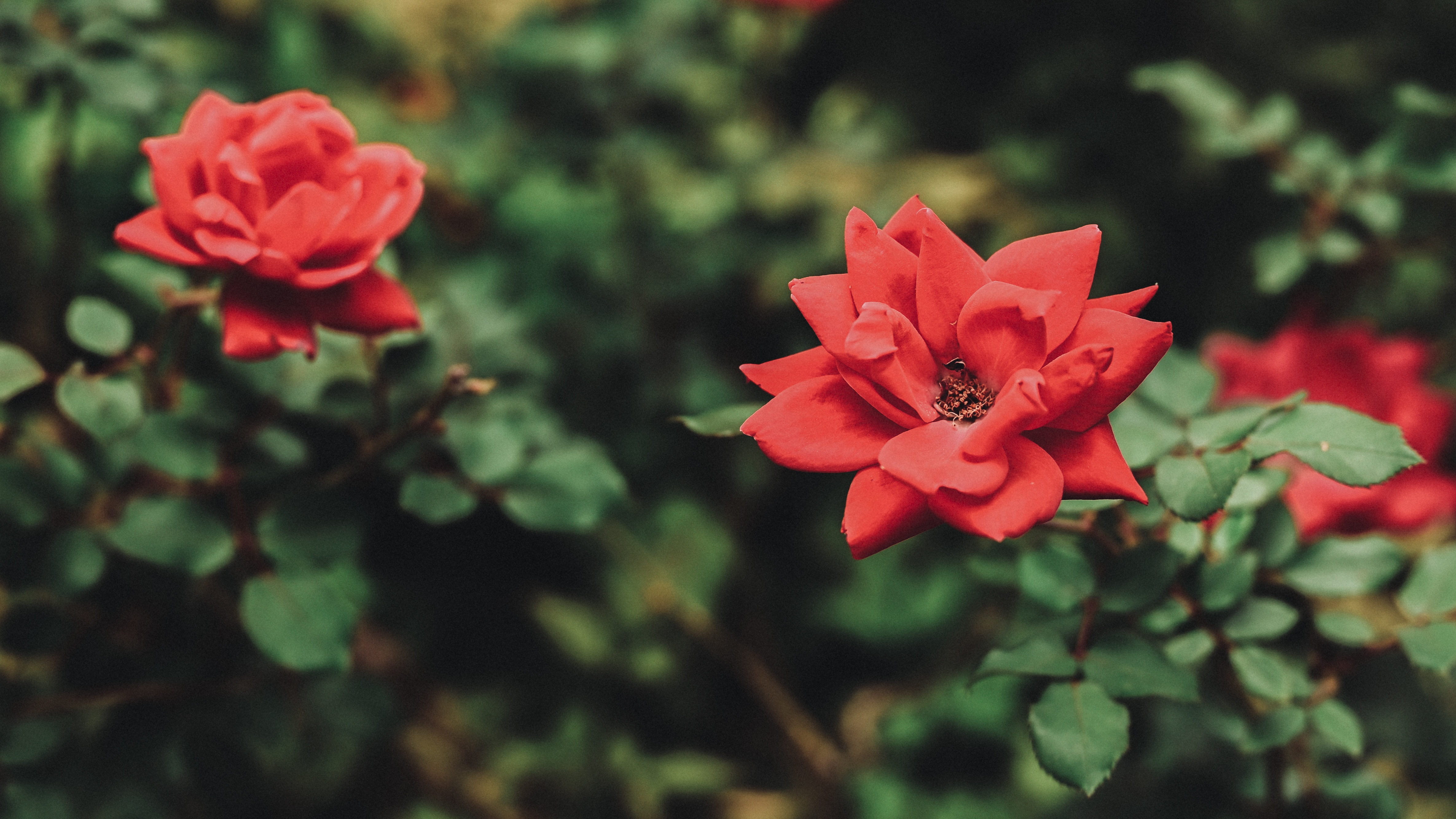 4K Red Roses in Nature HD Wallpaper