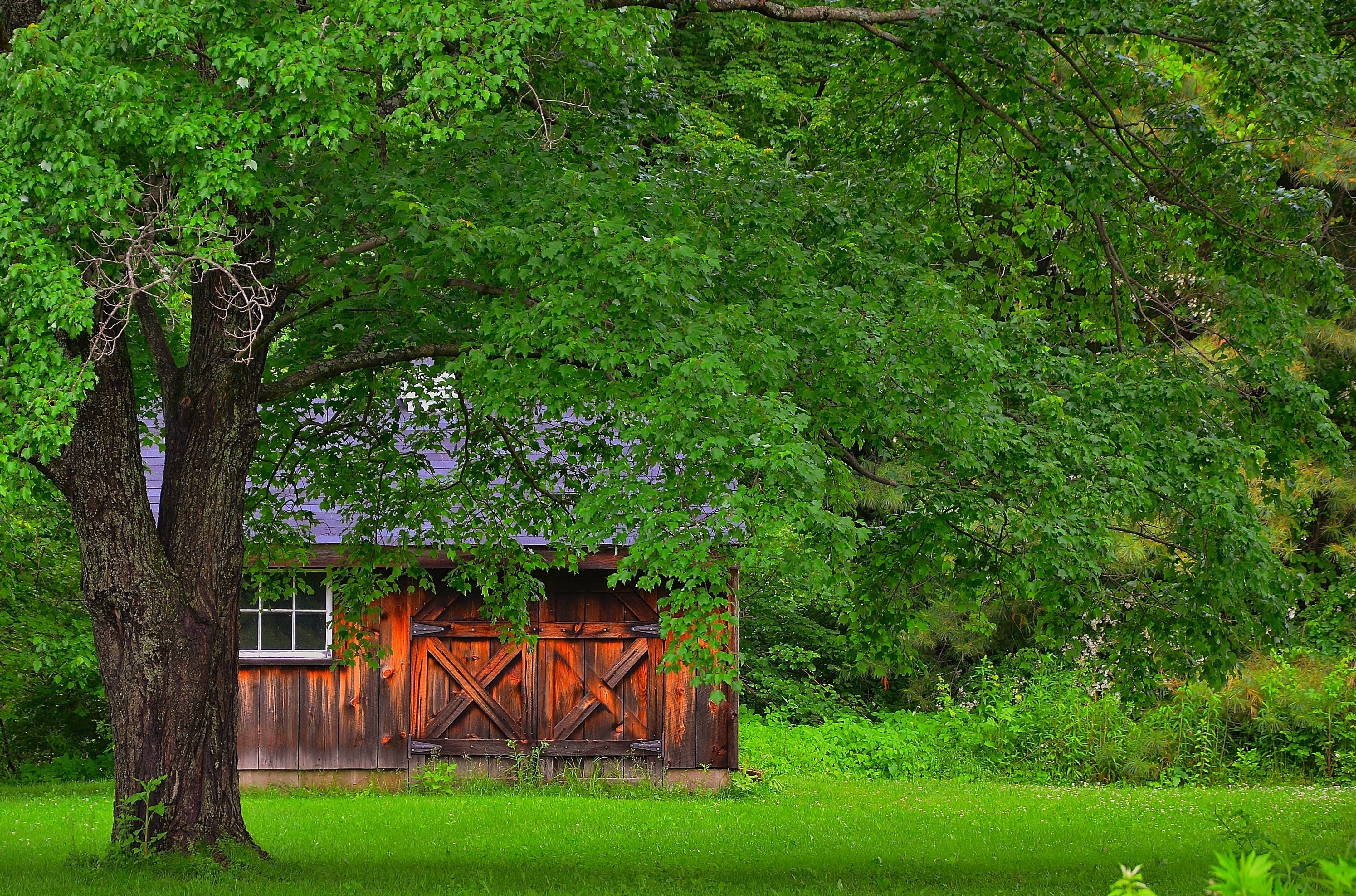 Wooden barn under a large tree with green grass HD Wallpaper