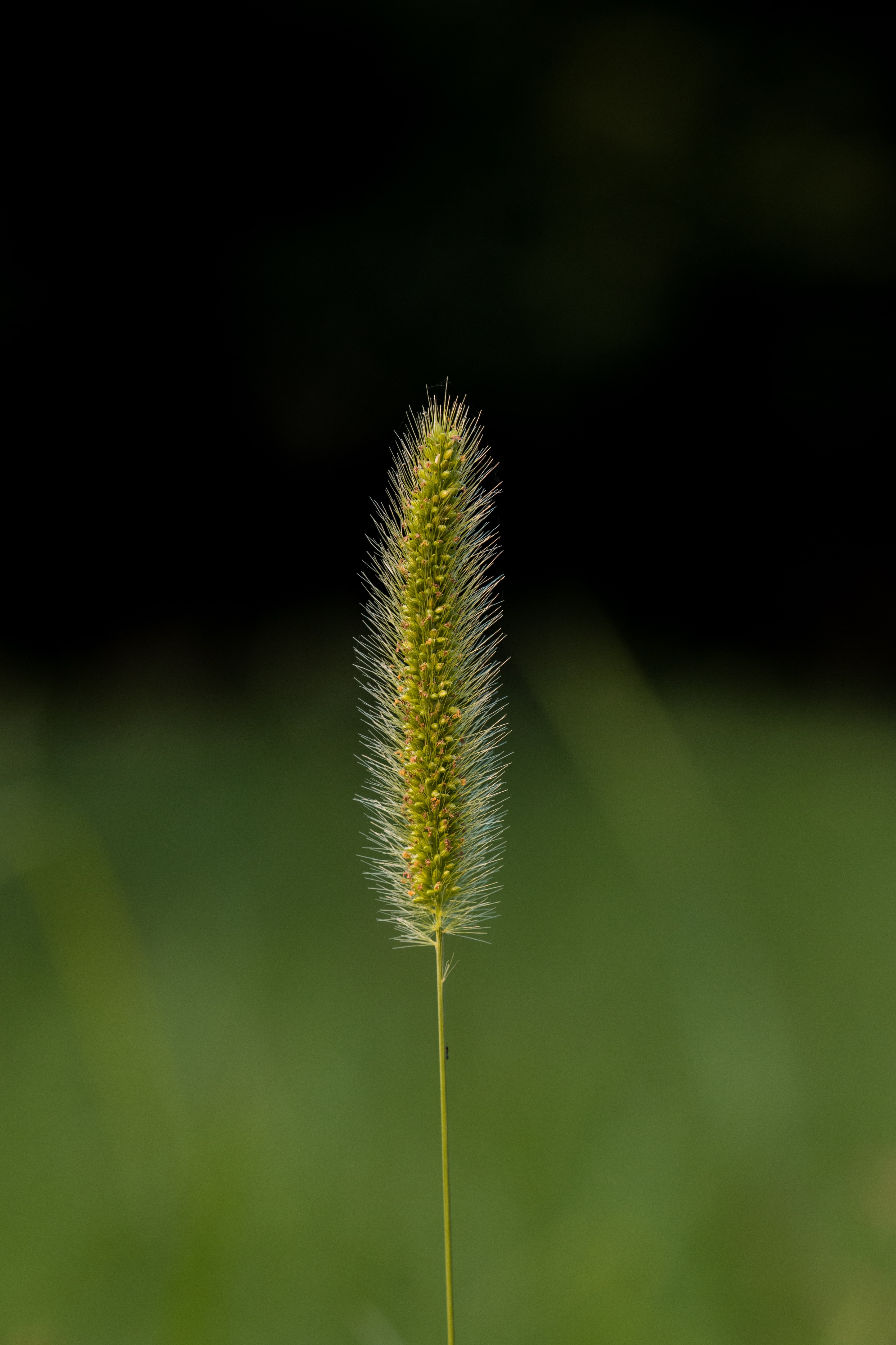 A single foxtail grass seed head with a dark background HD Phone Wallpaper