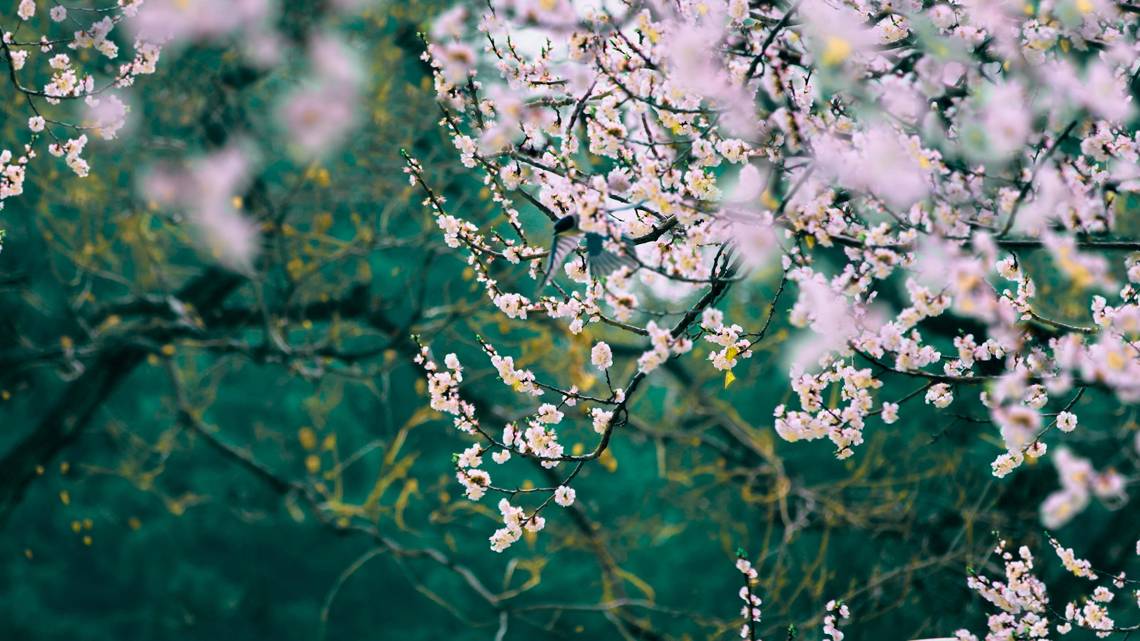 4K nature landscape with blooming flowers and bird HD Wallpaper