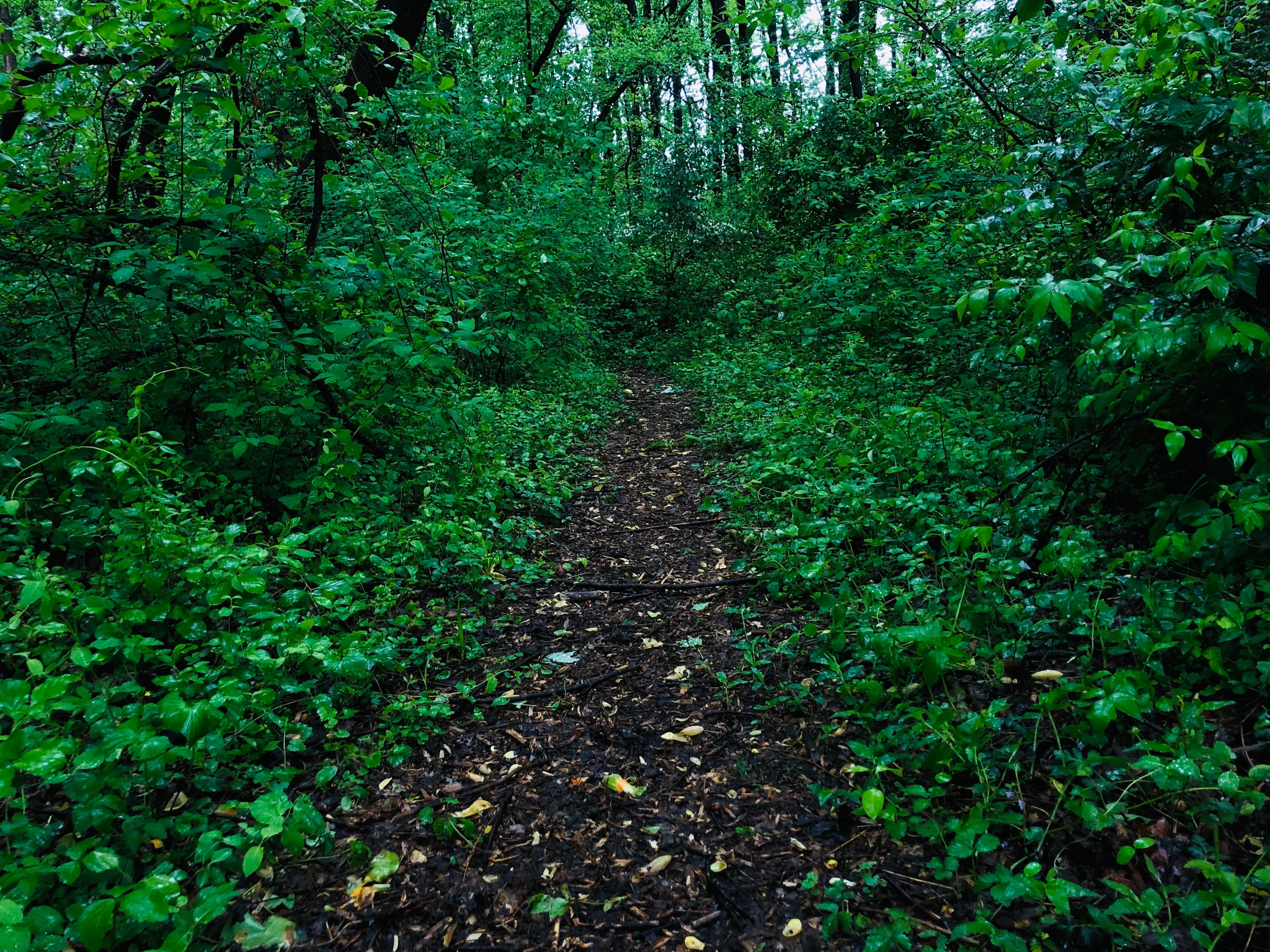 4K forest path with green plants and trees HD Wallpaper
