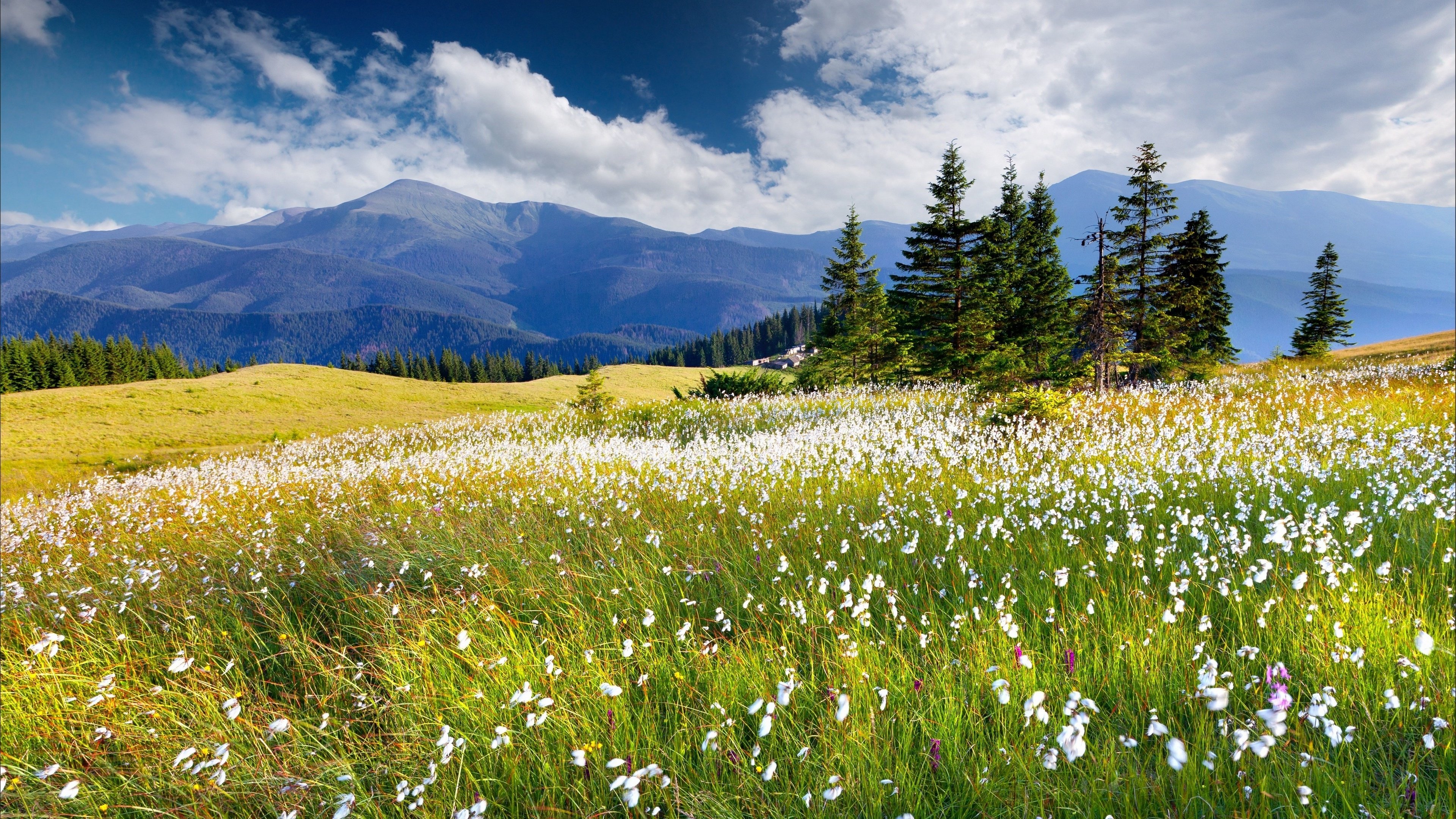 4K Mountain Landscape with Field of Flowers and Trees HD Wallpaper
