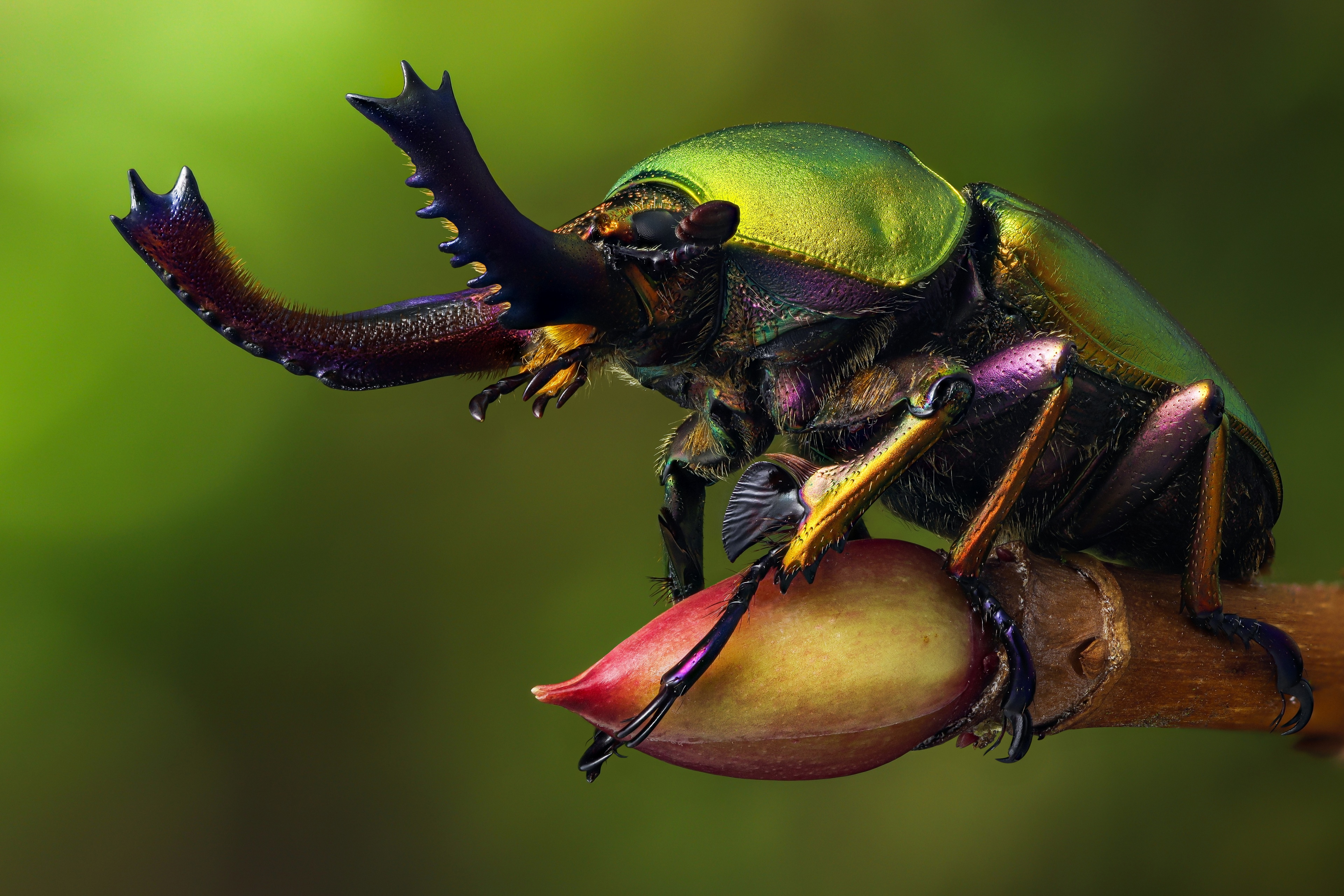 4K Macro of a Metallic Green Beetle on a Branch HD Wallpaper