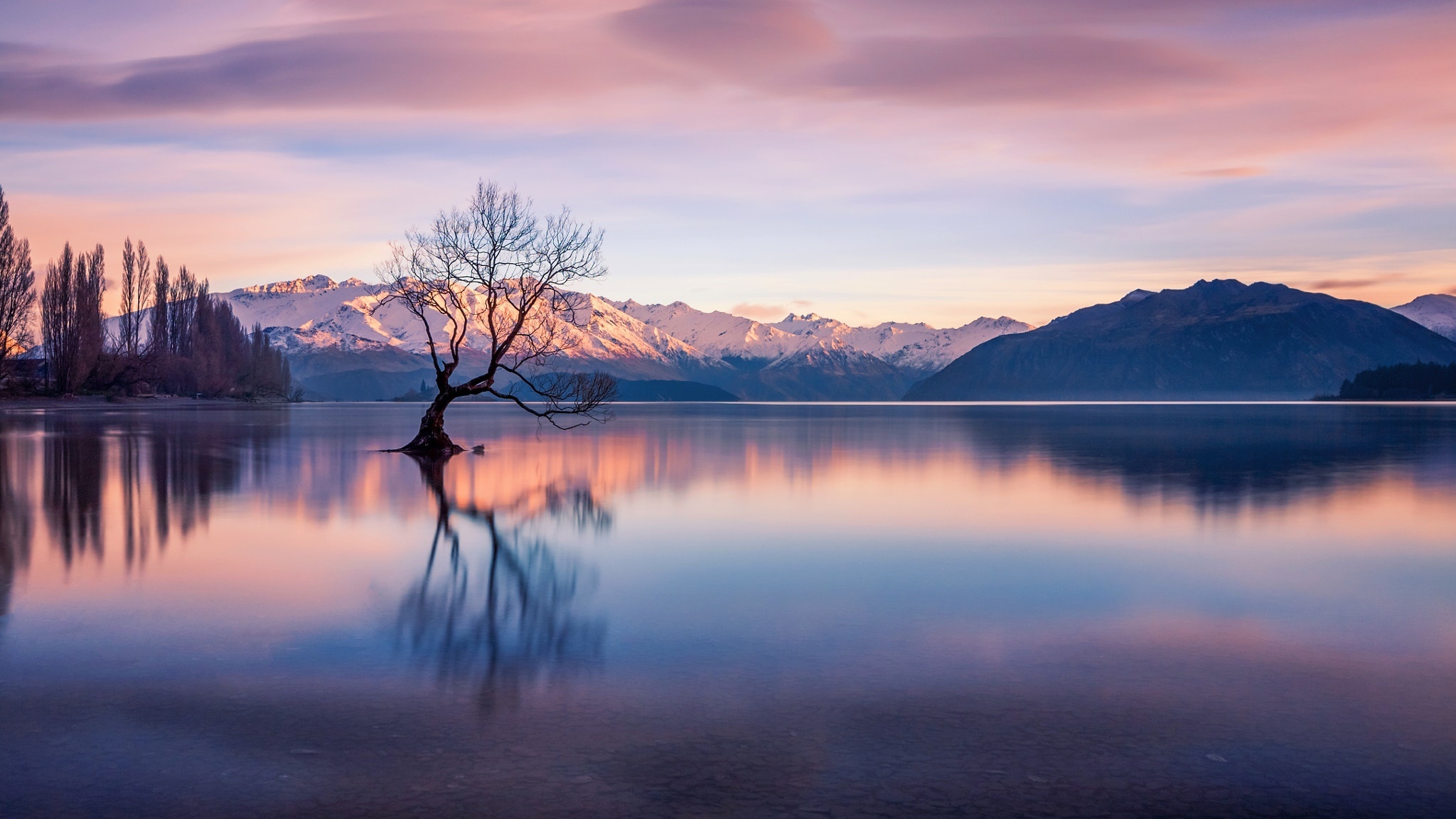 Lone tree in Lake Wanaka at sunrise with snowy mountains HD Wallpaper