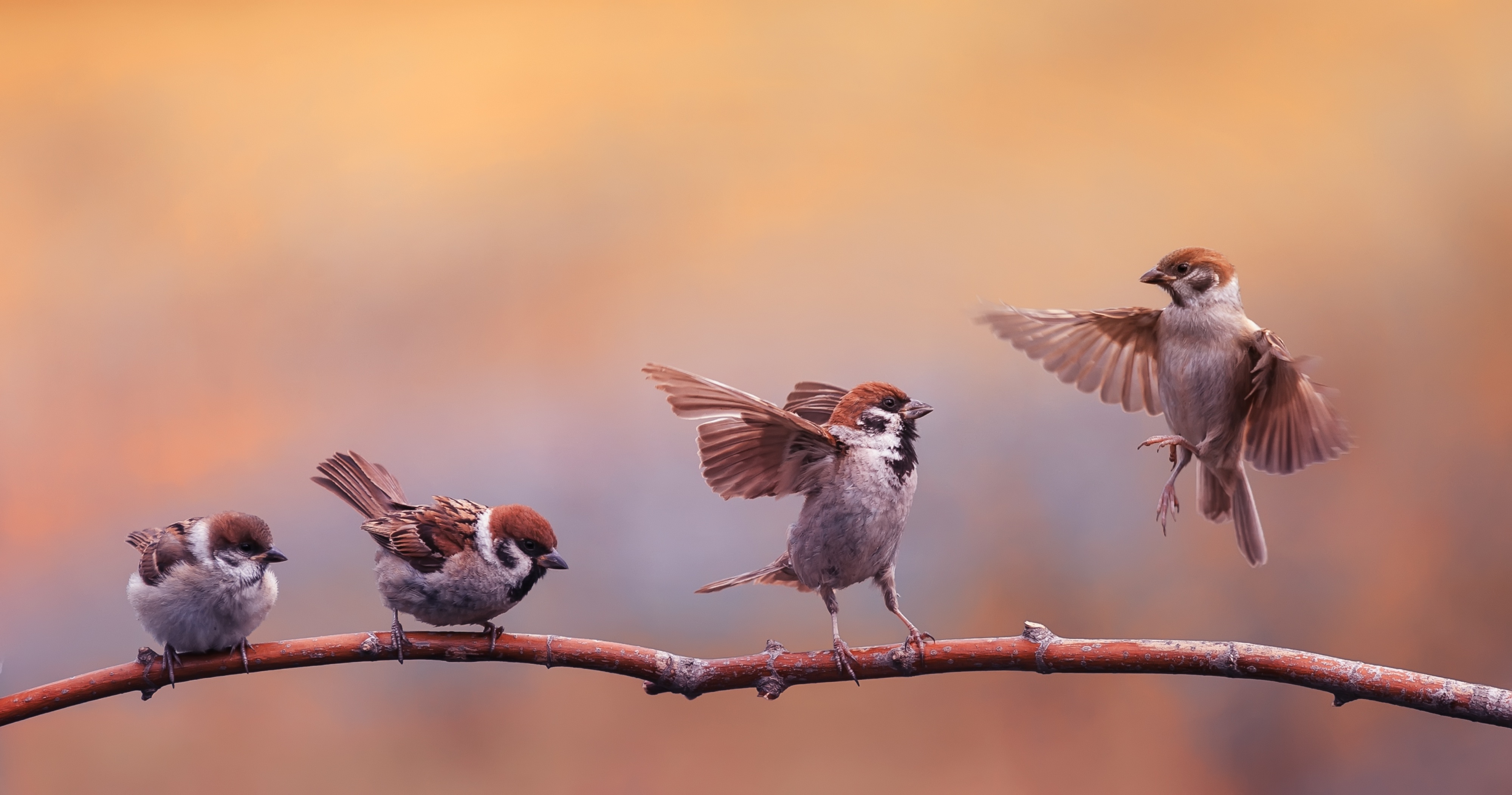 Four sparrows on a branch with wings spread HD Wallpaper