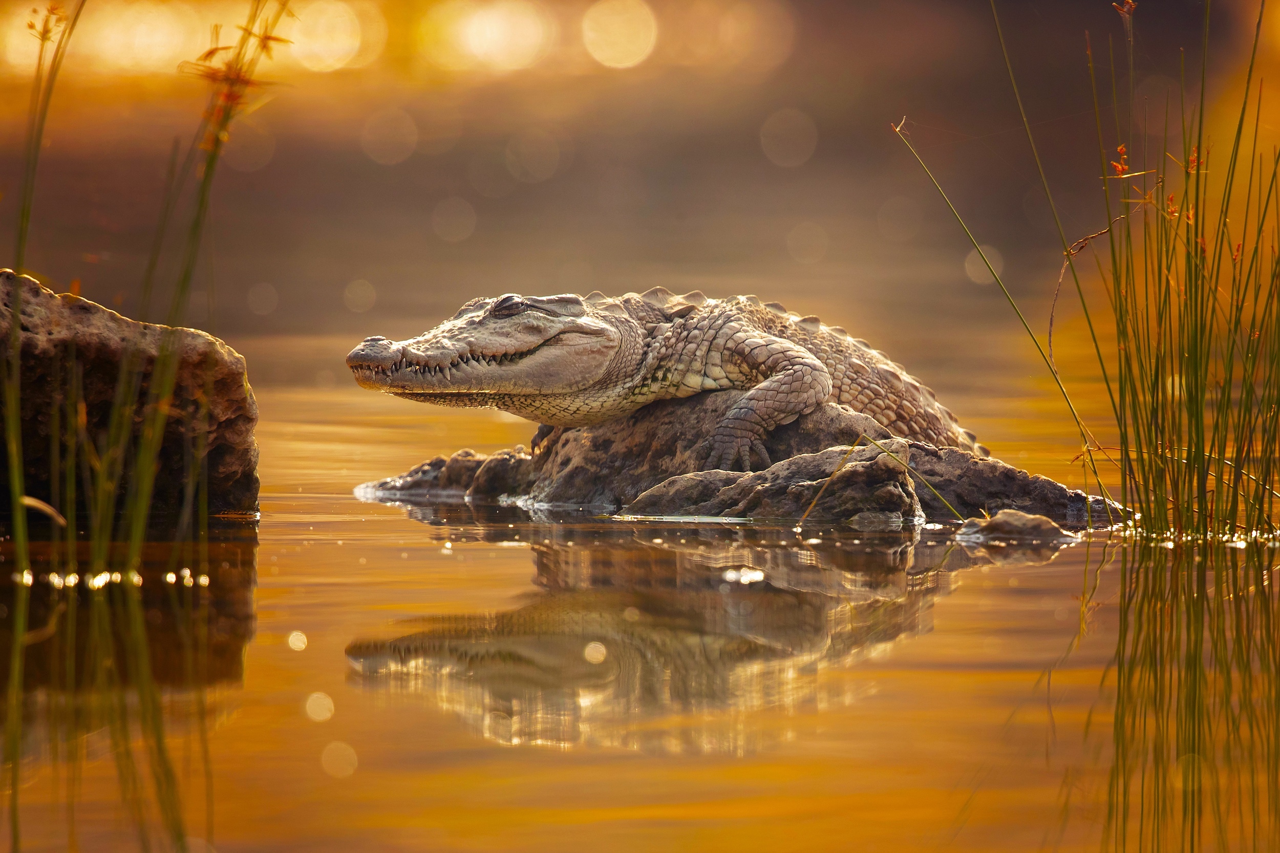 Crocodile resting on a rock in golden water HD Wallpaper