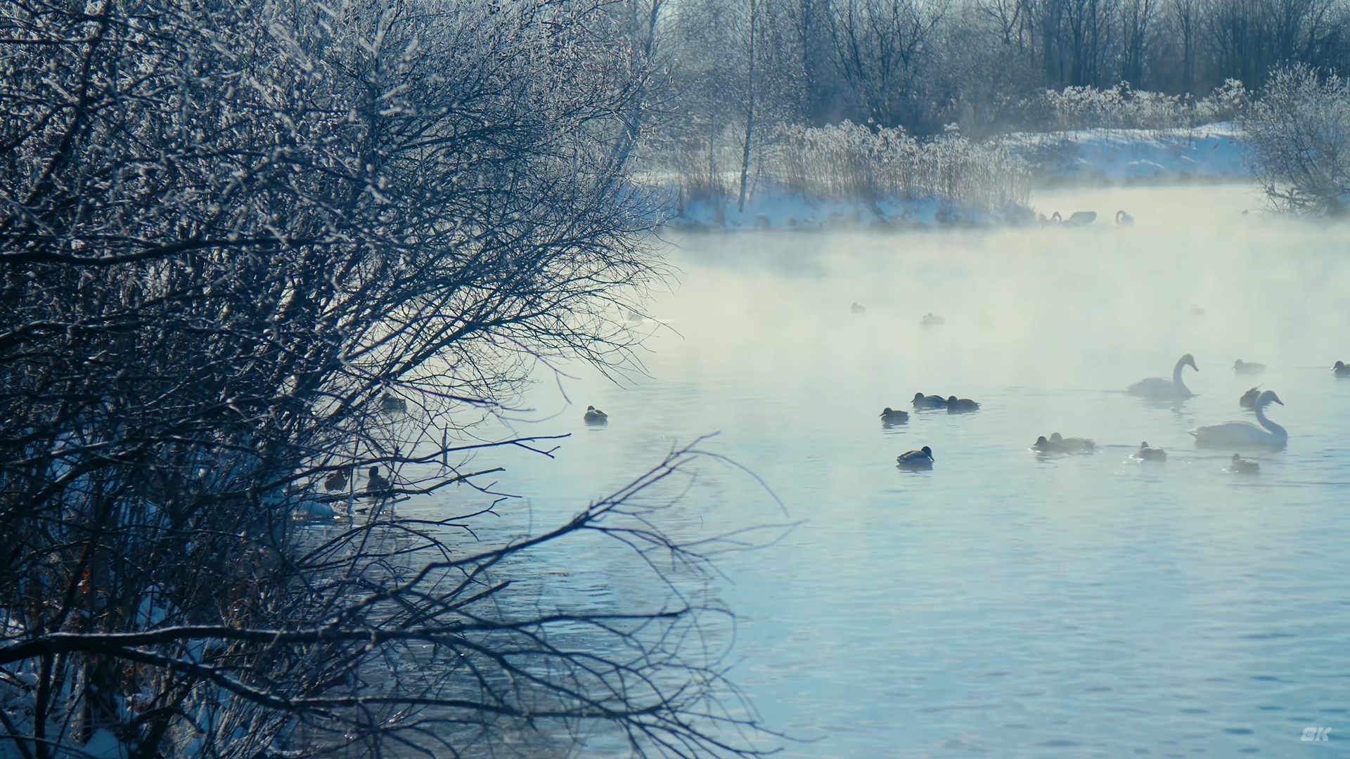 Ducks and swans swim in a misty winter lake HD Wallpaper