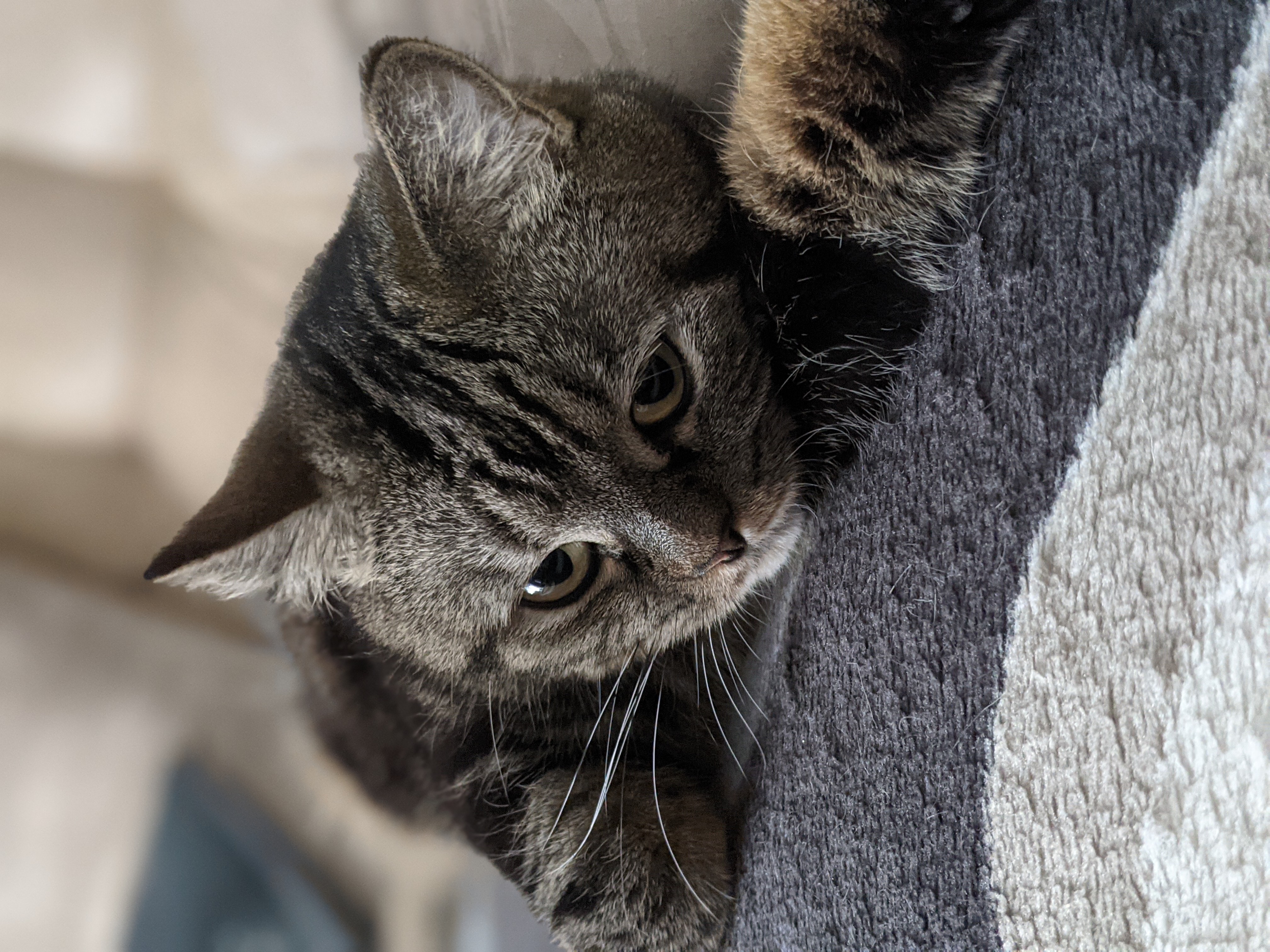Tabby Cat Lying Down on a Striped Blanket HD Wallpaper