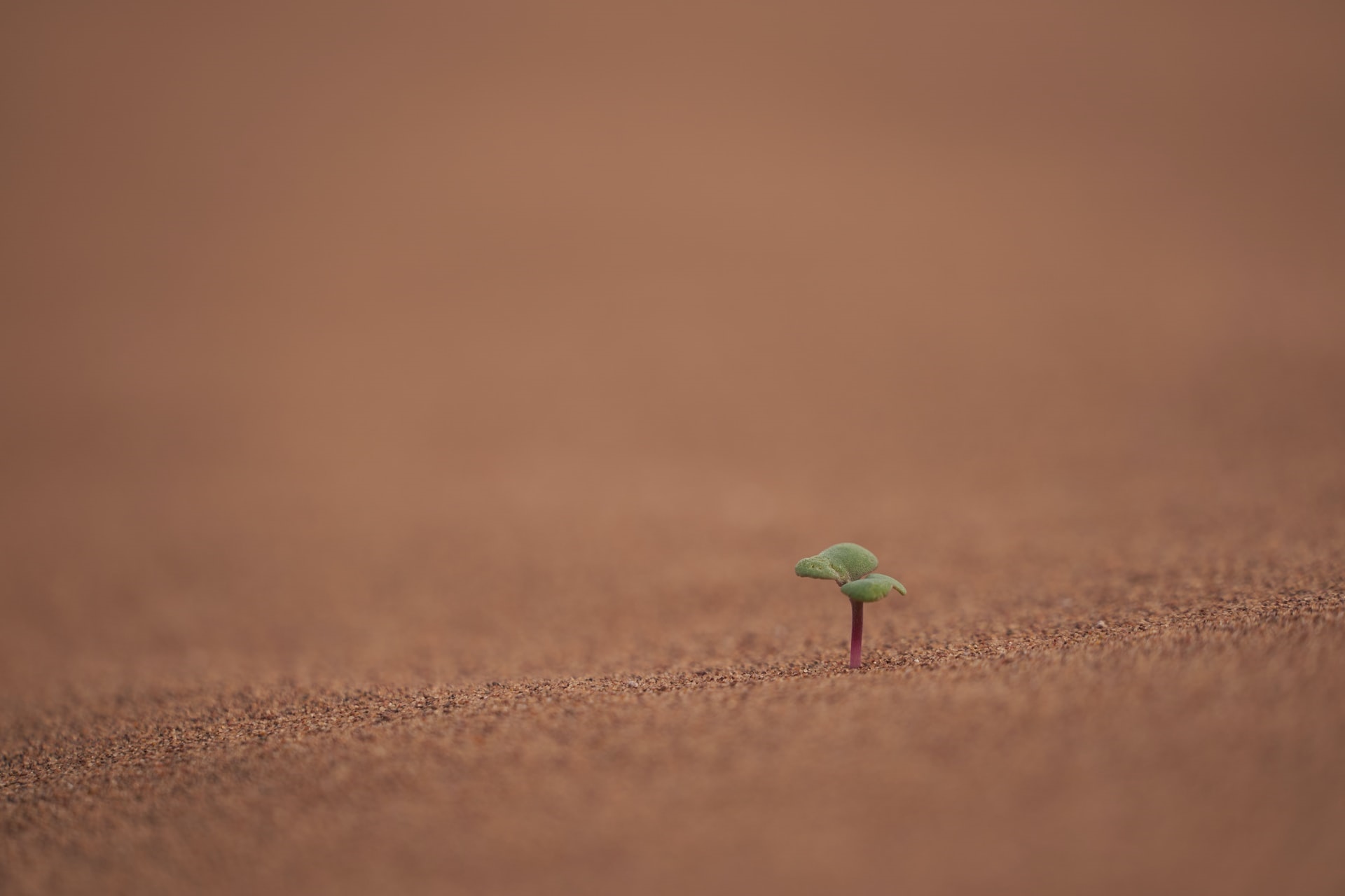 A lone sprout grows in the desert sand HD Wallpaper