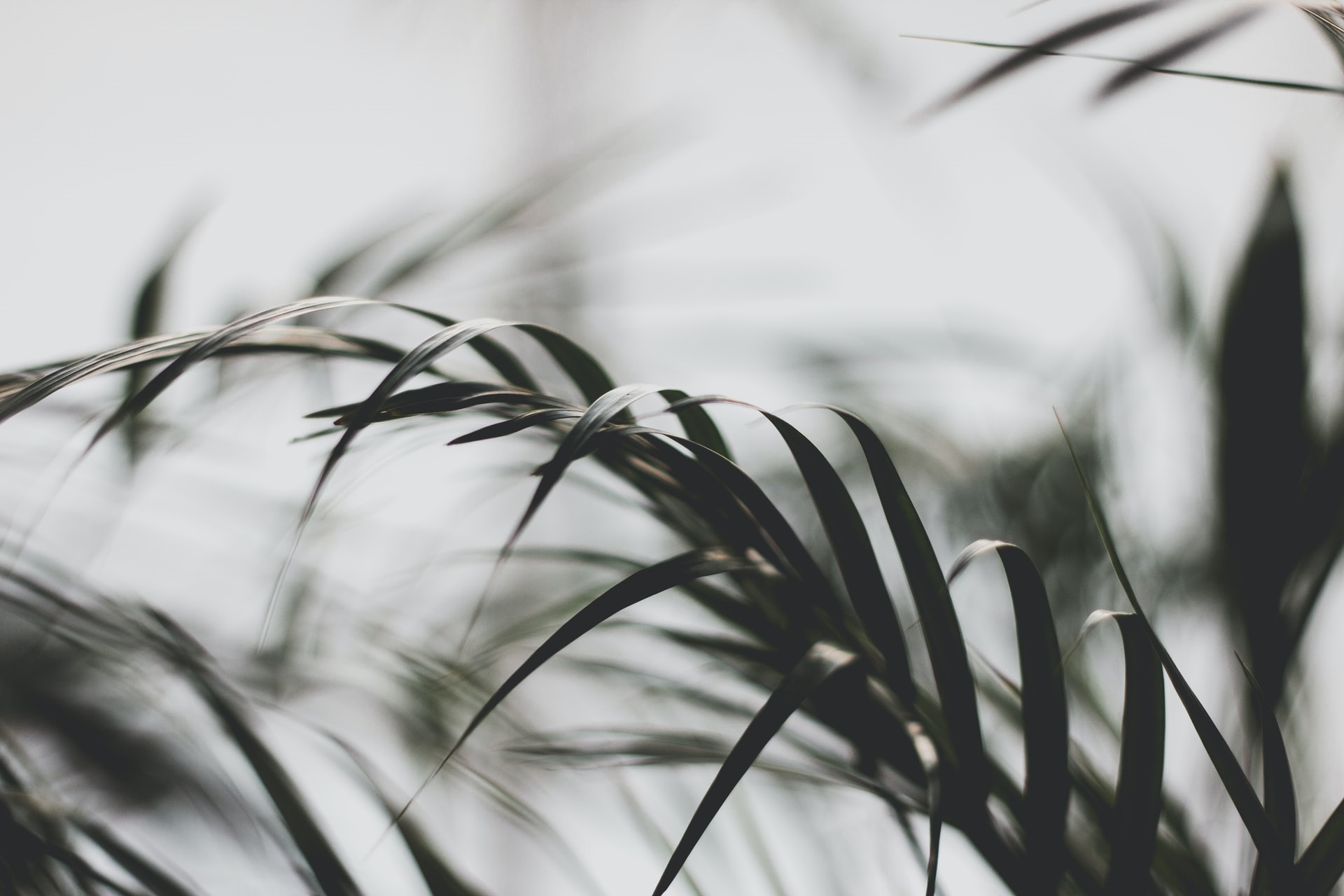 Dark palm leaves against a bright background HD Wallpaper